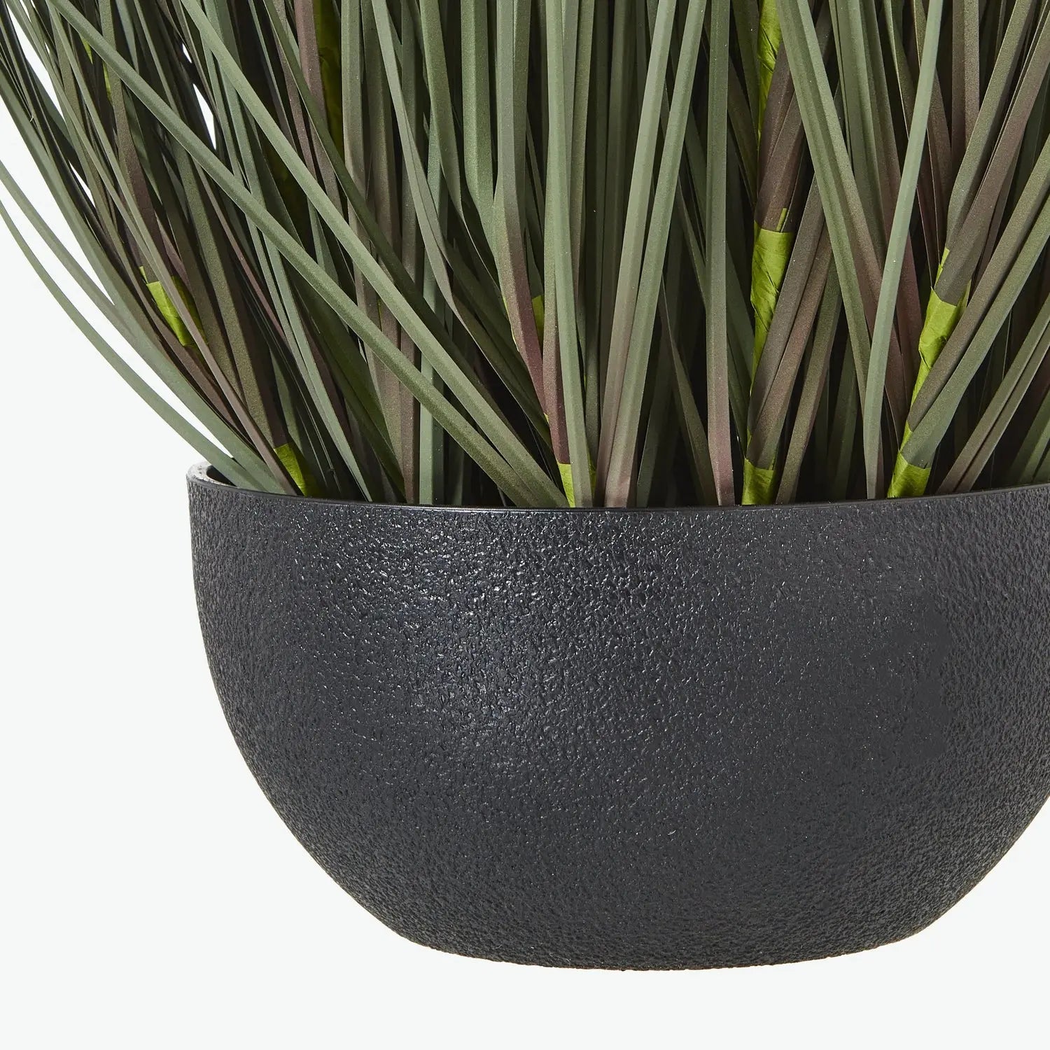 Large Fountain Grass Plant In Pot Makur Interior
