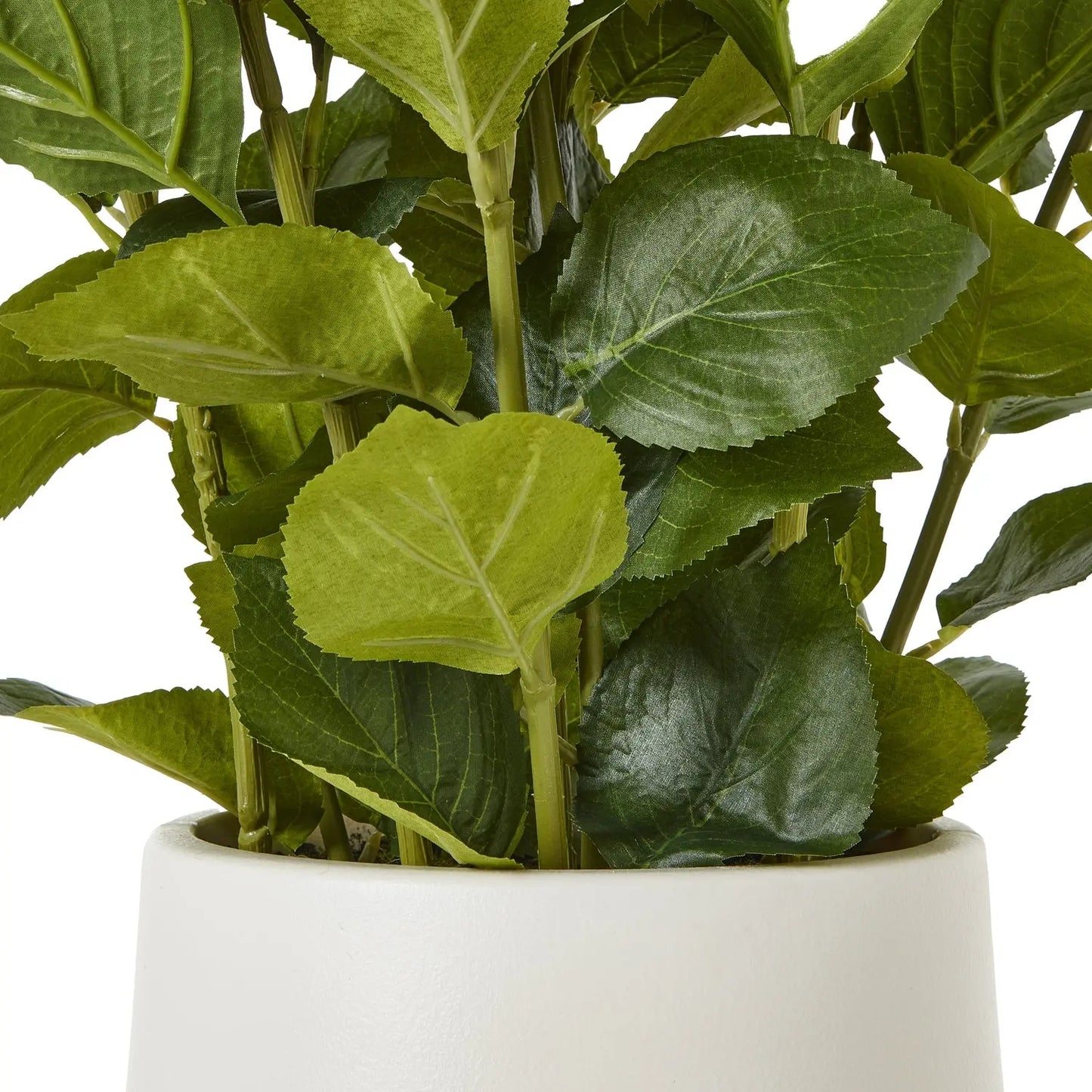 Medium White Hydrangea Plant In Pot Makur Interior