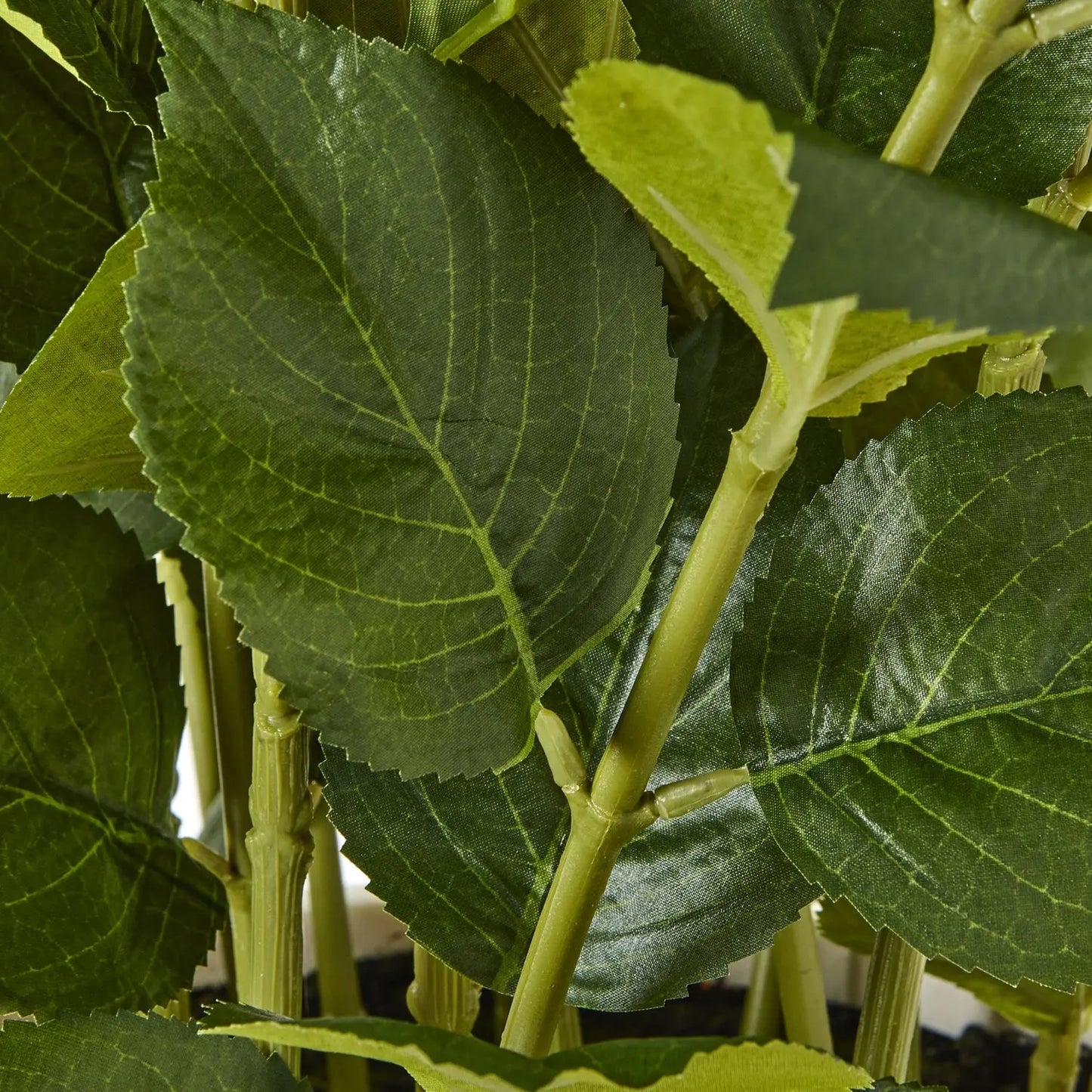 Large White Hydrangea Plant In Pot Makur Interior