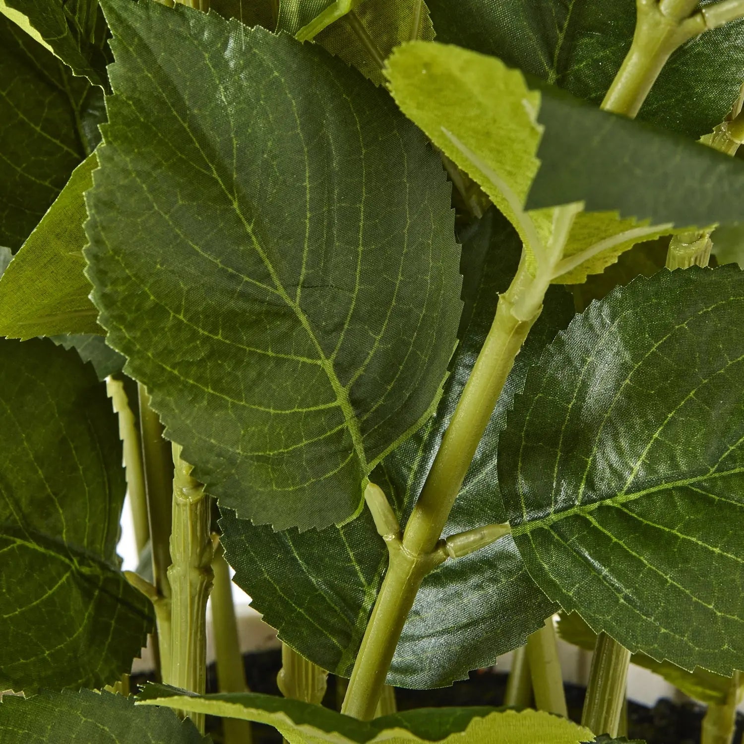 Large White Hydrangea Plant In Pot Makur Interior