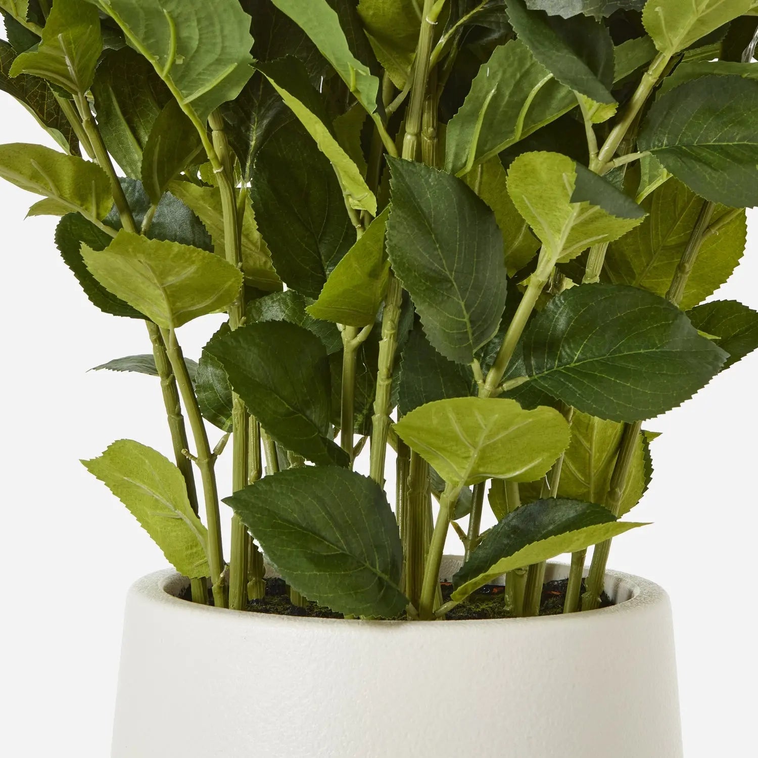 Large White Hydrangea Plant In Pot Makur Interior