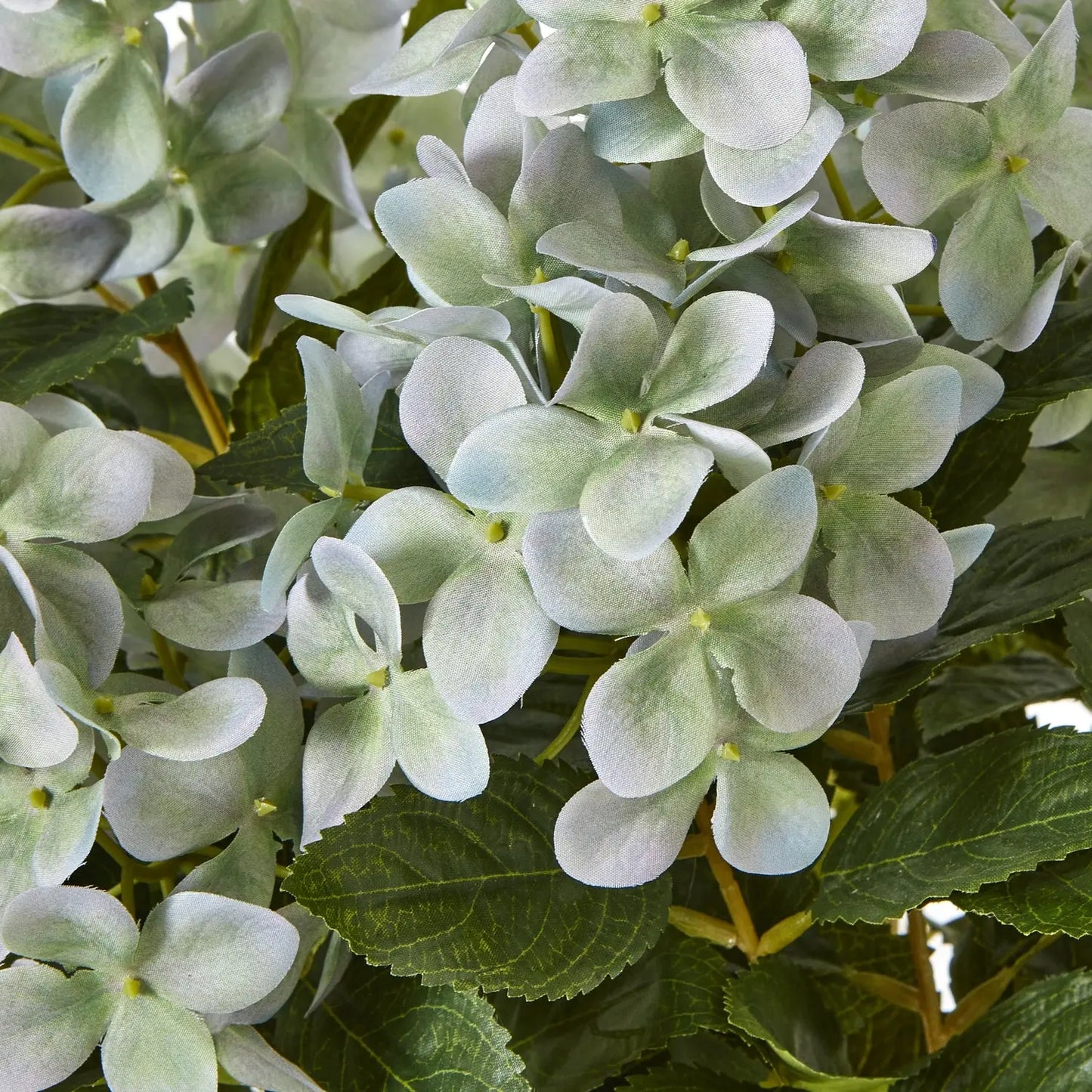 Medium Green Hydrangea Plant In Pot Makur Interior