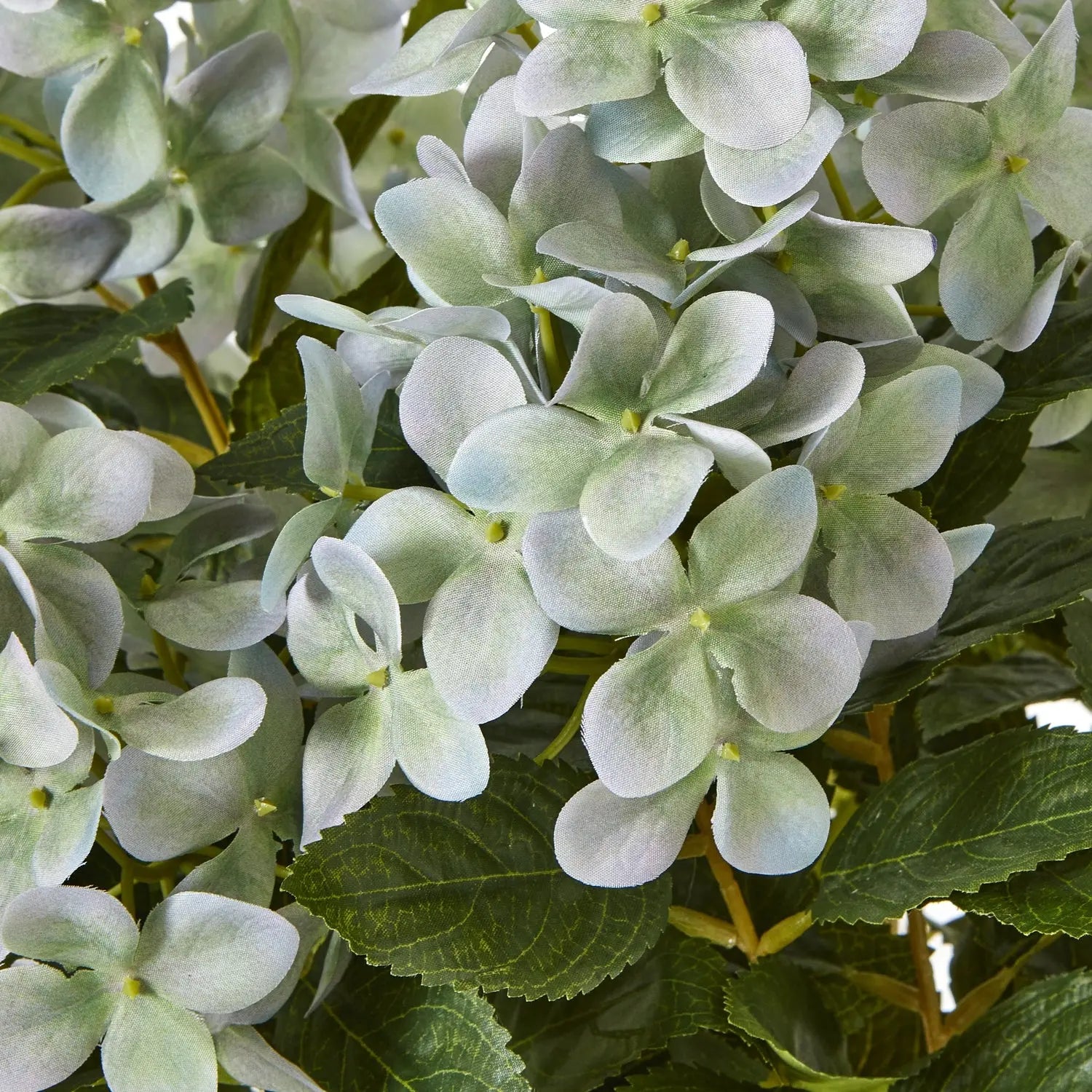 Medium Green Hydrangea Plant In Pot Makur Interior
