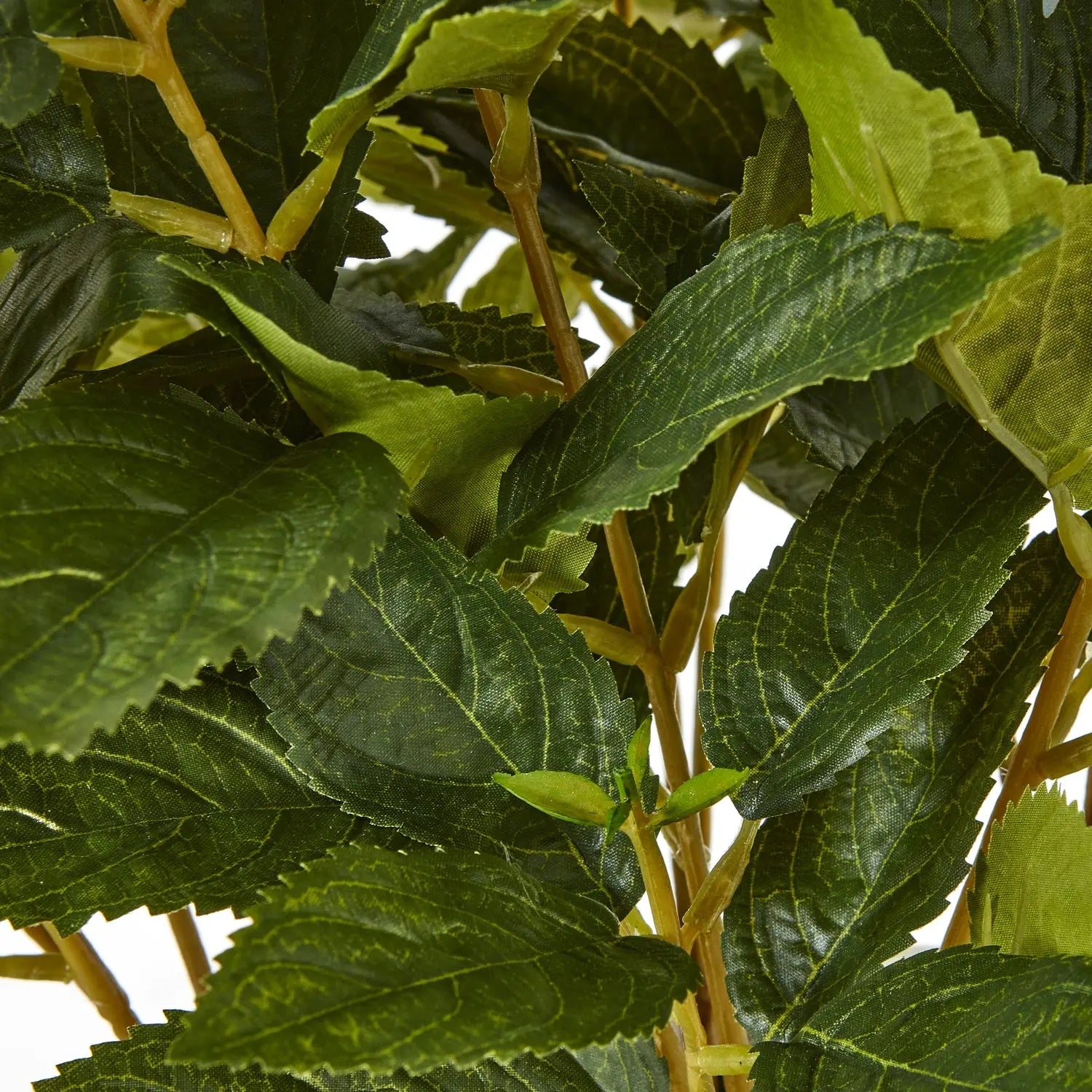 Medium Green Hydrangea Plant In Pot Makur Interior
