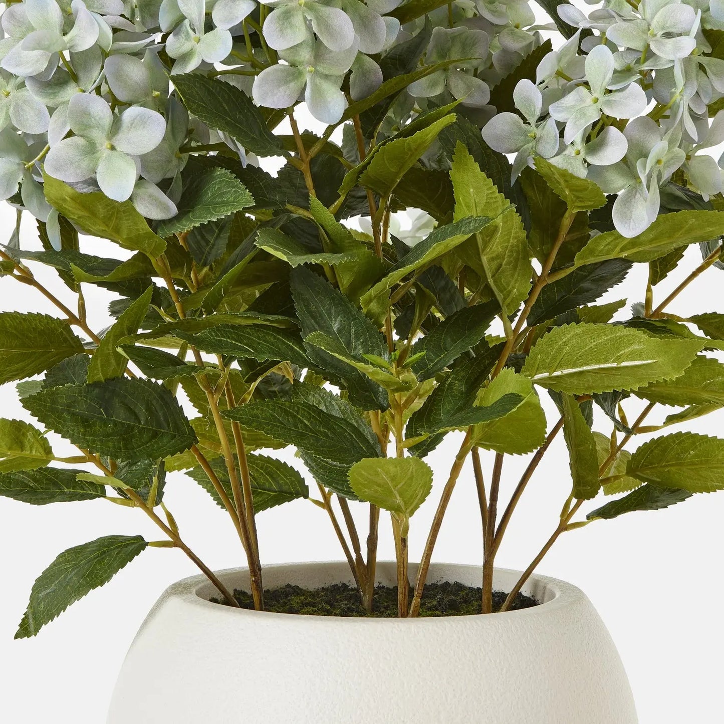 Medium Green Hydrangea Plant In Pot Makur Interior