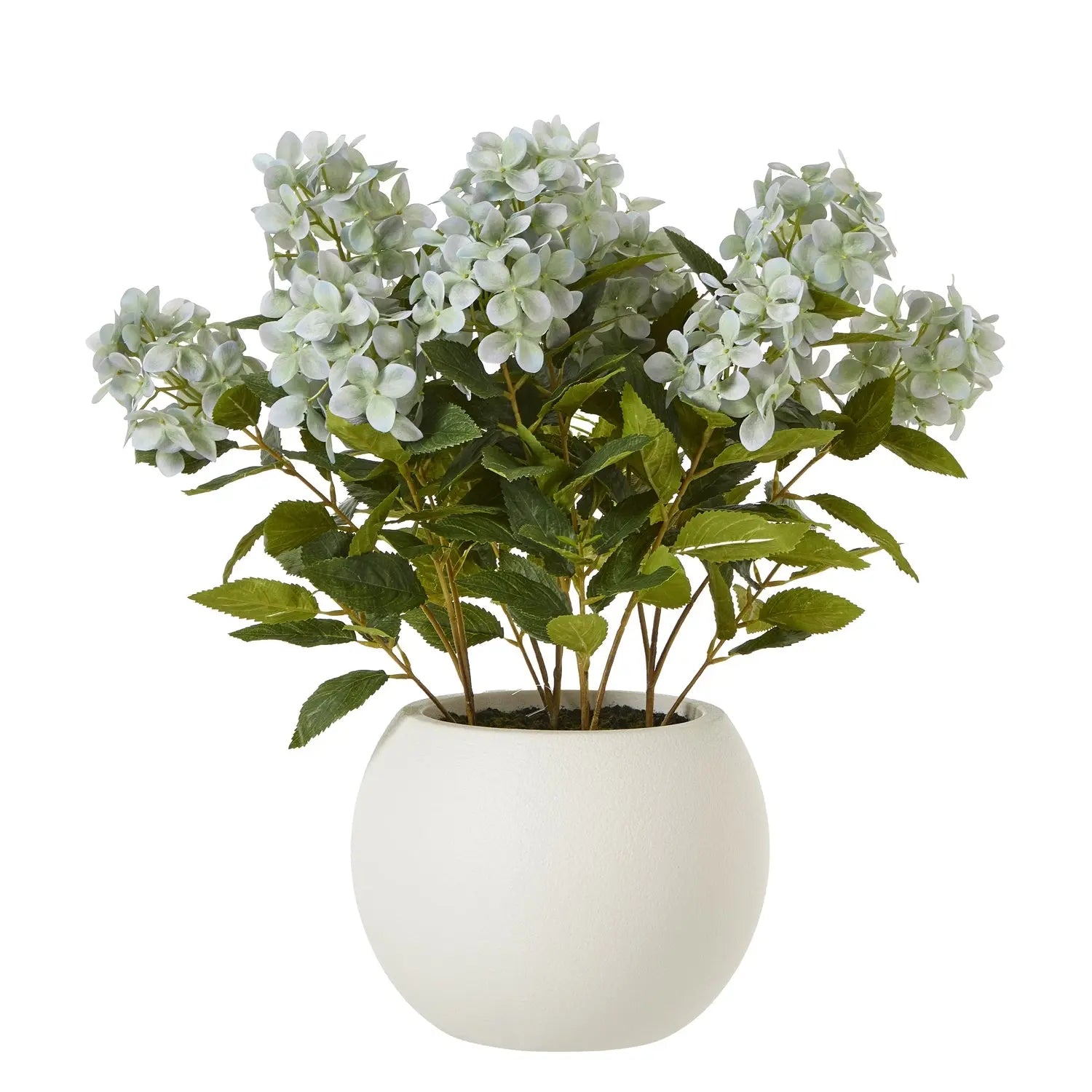 Medium Green Hydrangea Plant In Pot Makur Interior