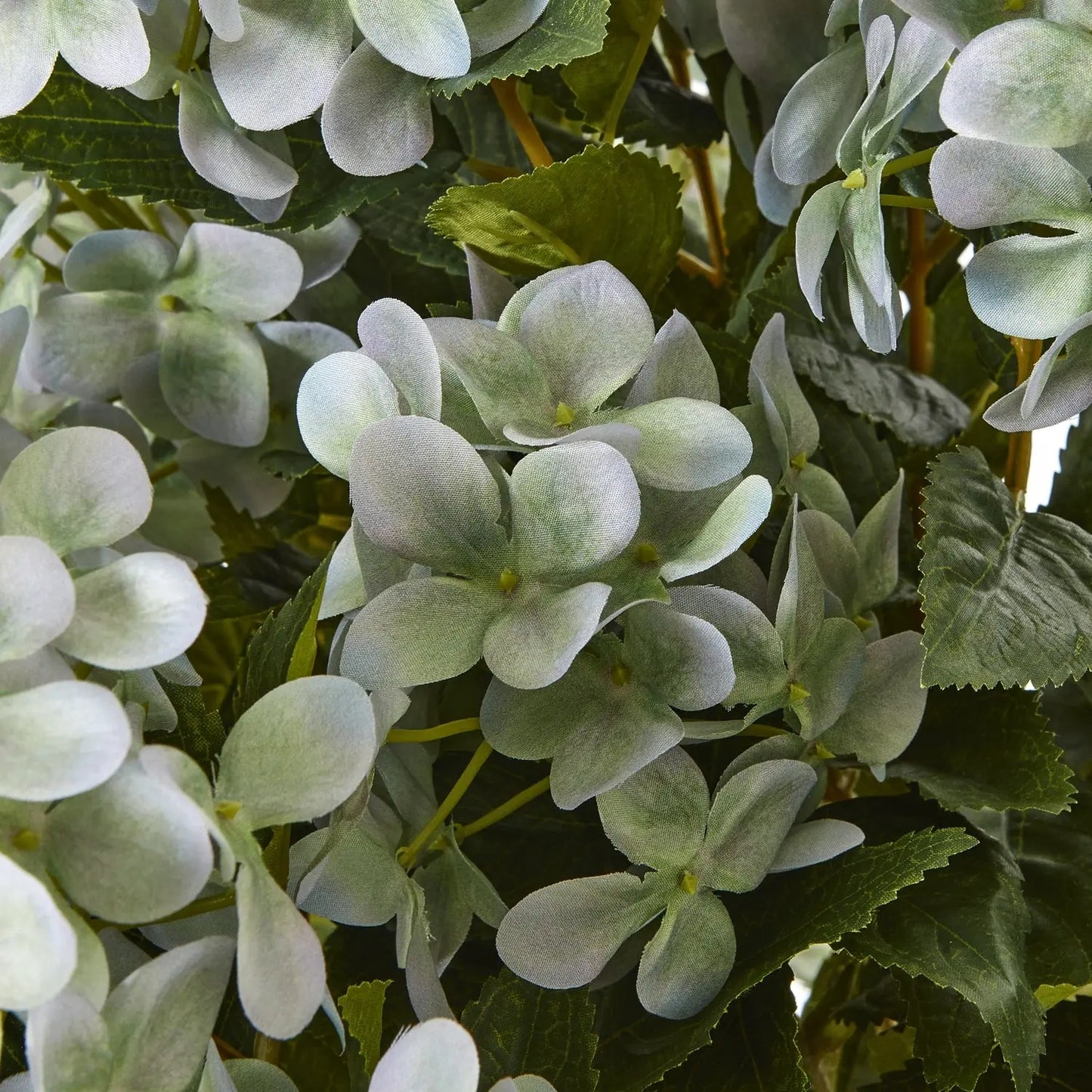 Large Green Hydrangea Plant In Pot Makur Interior