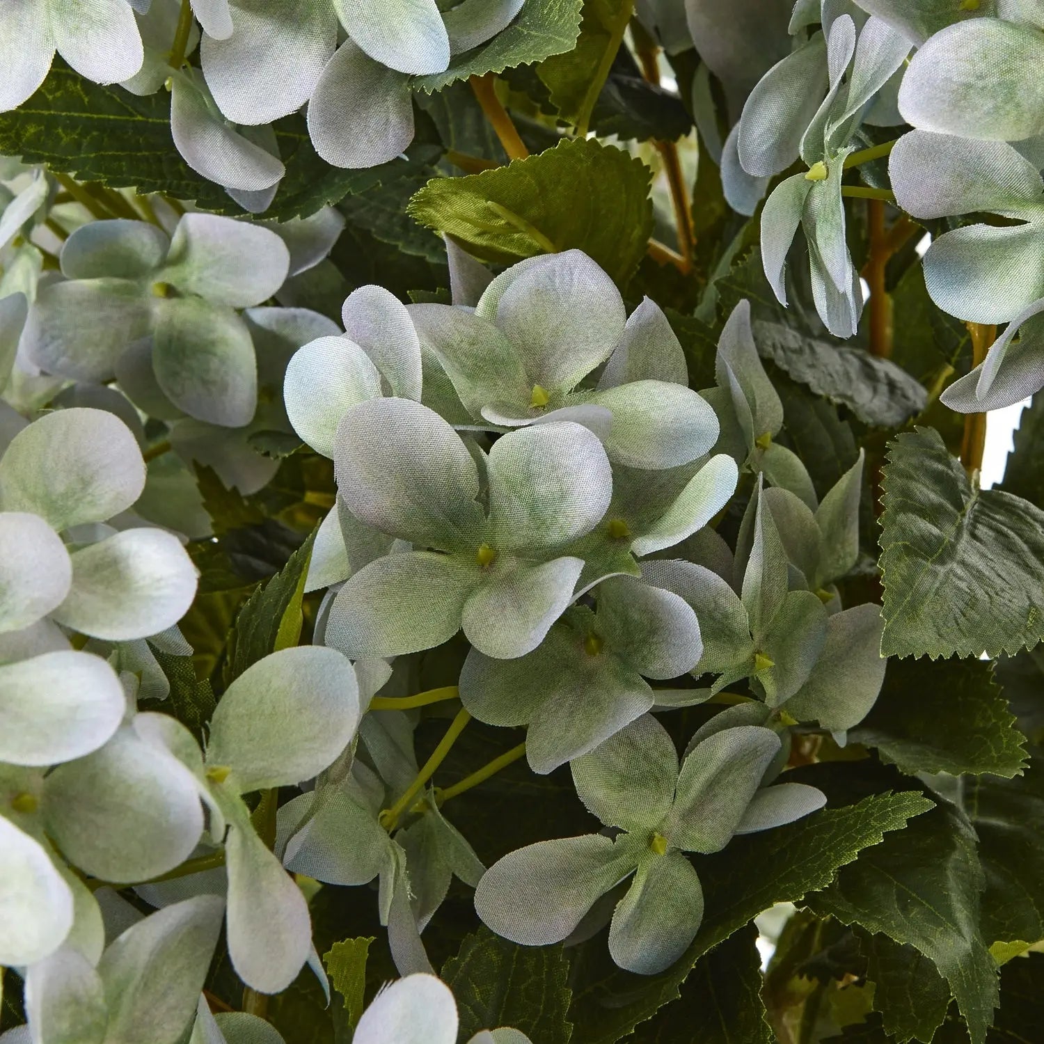 Large Green Hydrangea Plant In Pot Makur Interior