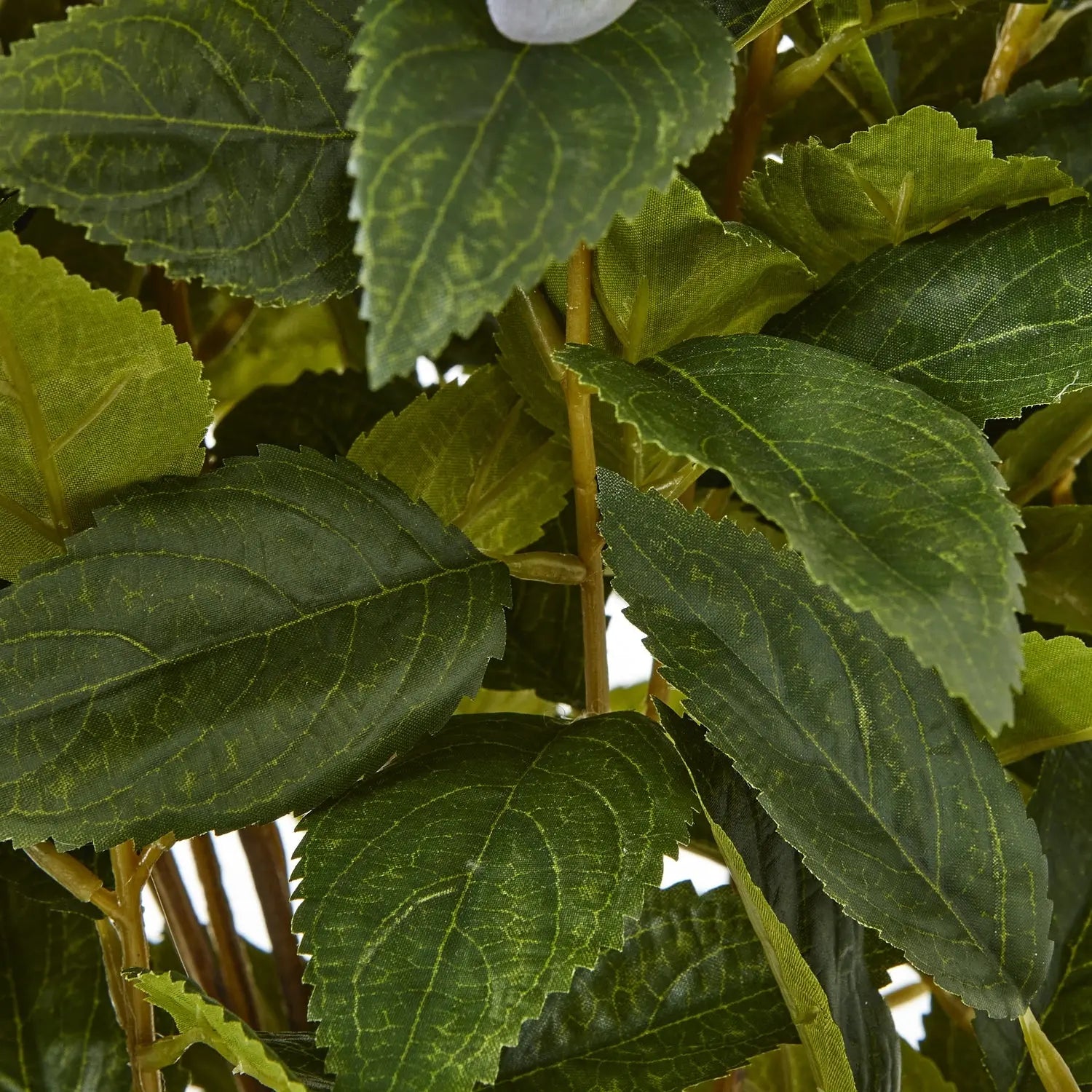 Large Green Hydrangea Plant In Pot Makur Interior