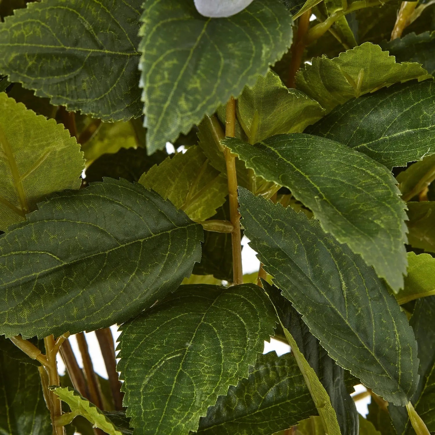 Large Green Hydrangea Plant In Pot