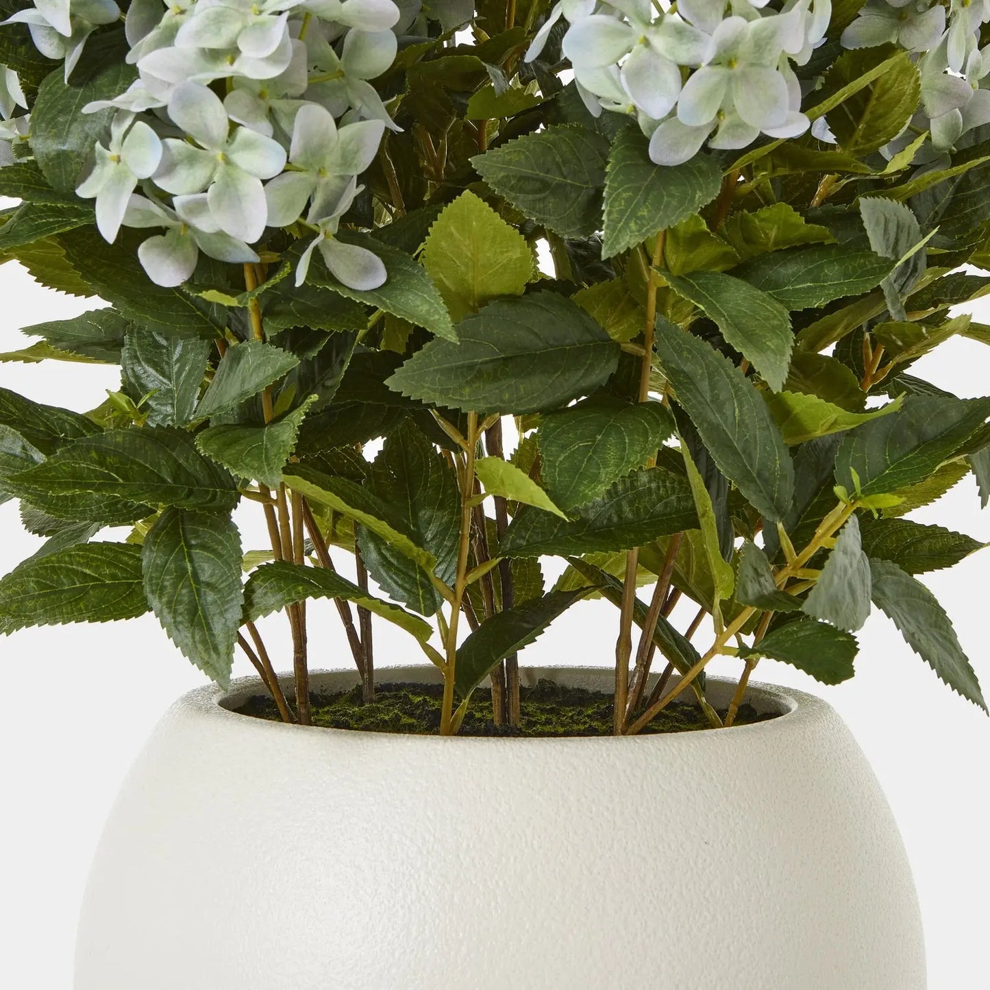 Large Green Hydrangea Plant In Pot Makur Interior