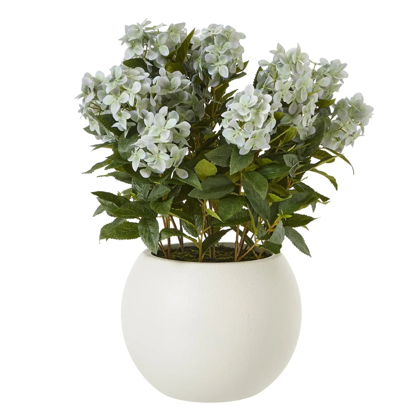 Large Green Hydrangea Plant In Pot Makur Interior