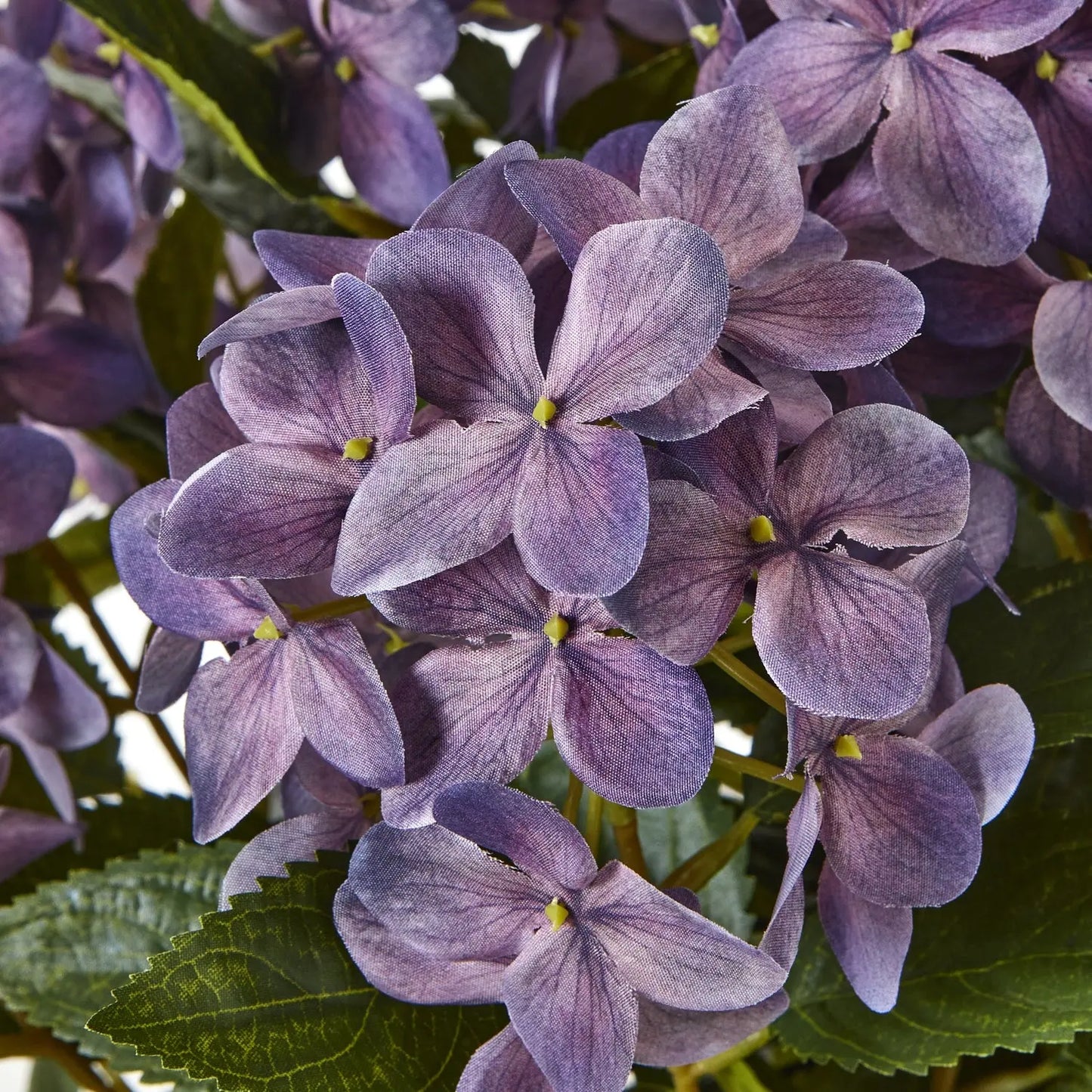 Medium Purple Hydrangea Plant In Pot Makur Interior