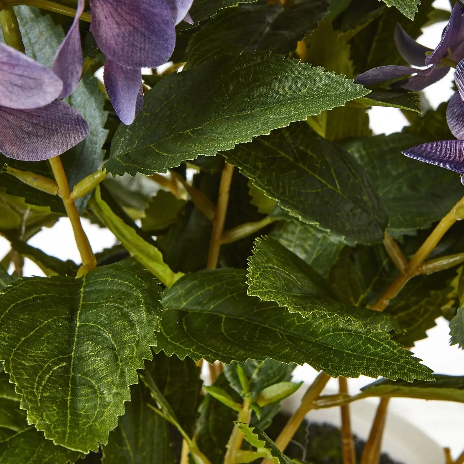 Medium Purple Hydrangea Plant In Pot Makur Interior