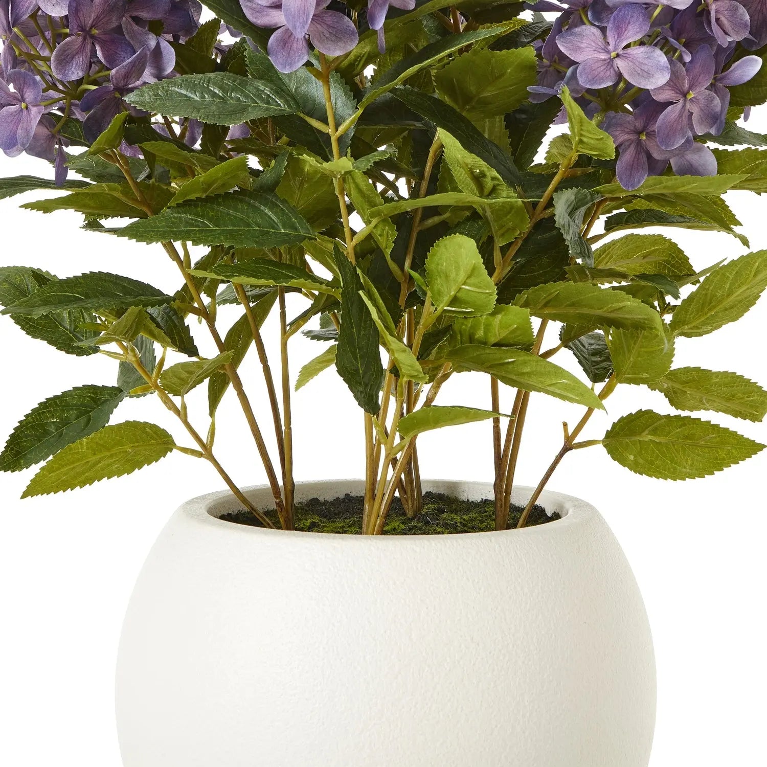 Medium Purple Hydrangea Plant In Pot Makur Interior