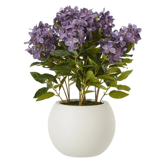Medium Purple Hydrangea Plant In Pot Makur Interior