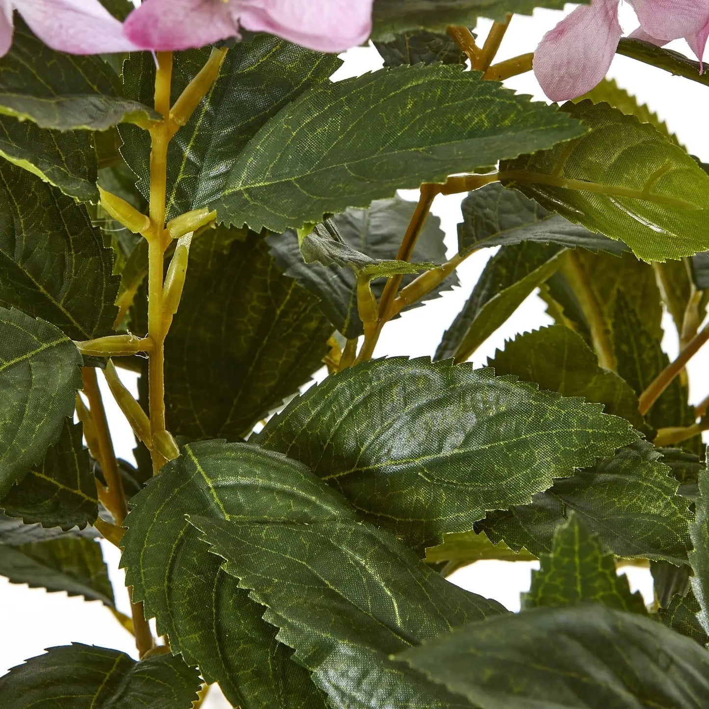 Large Pink Hydrangea Plant In Pot Makur Interior