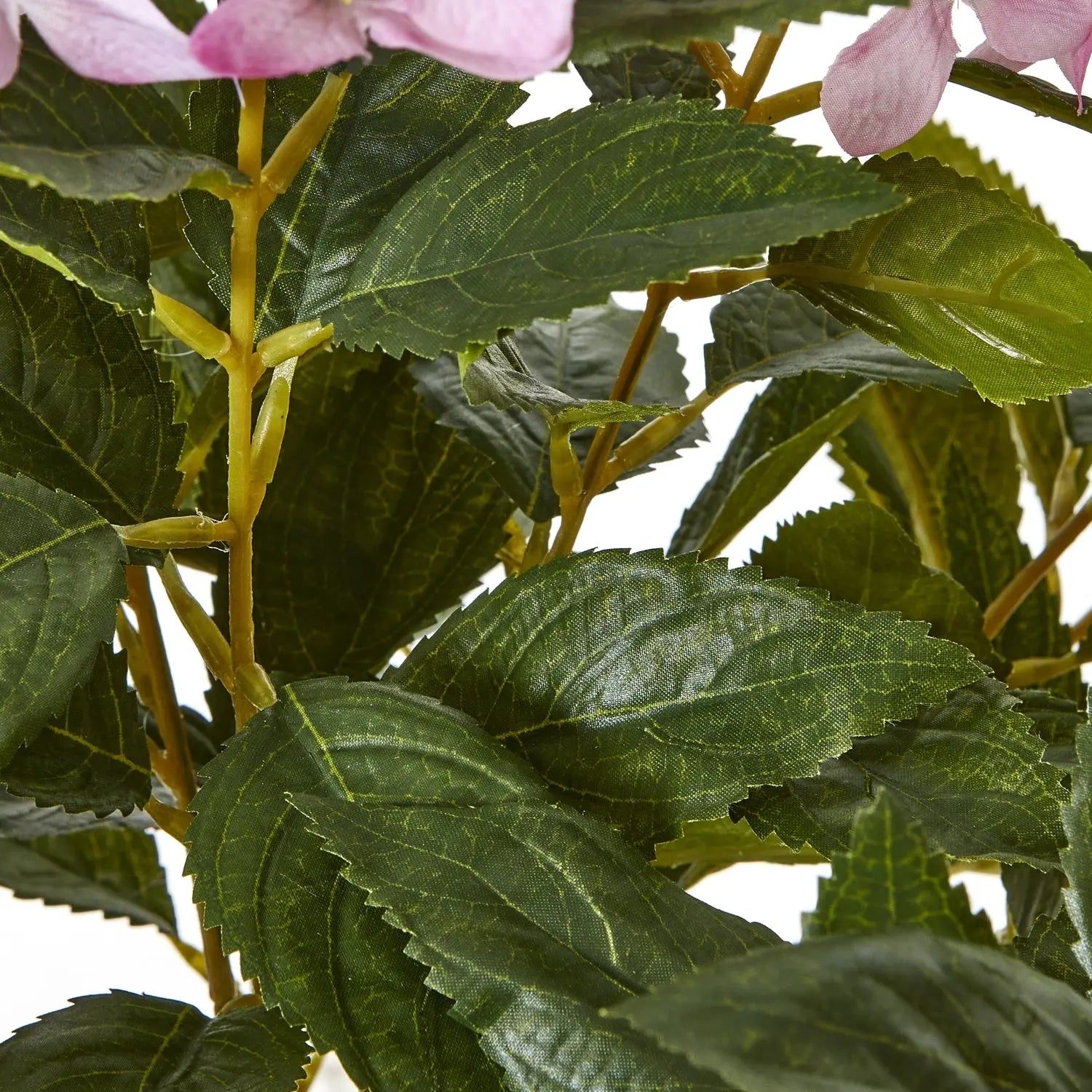 Large Pink Hydrangea Plant In Pot Makur Interior