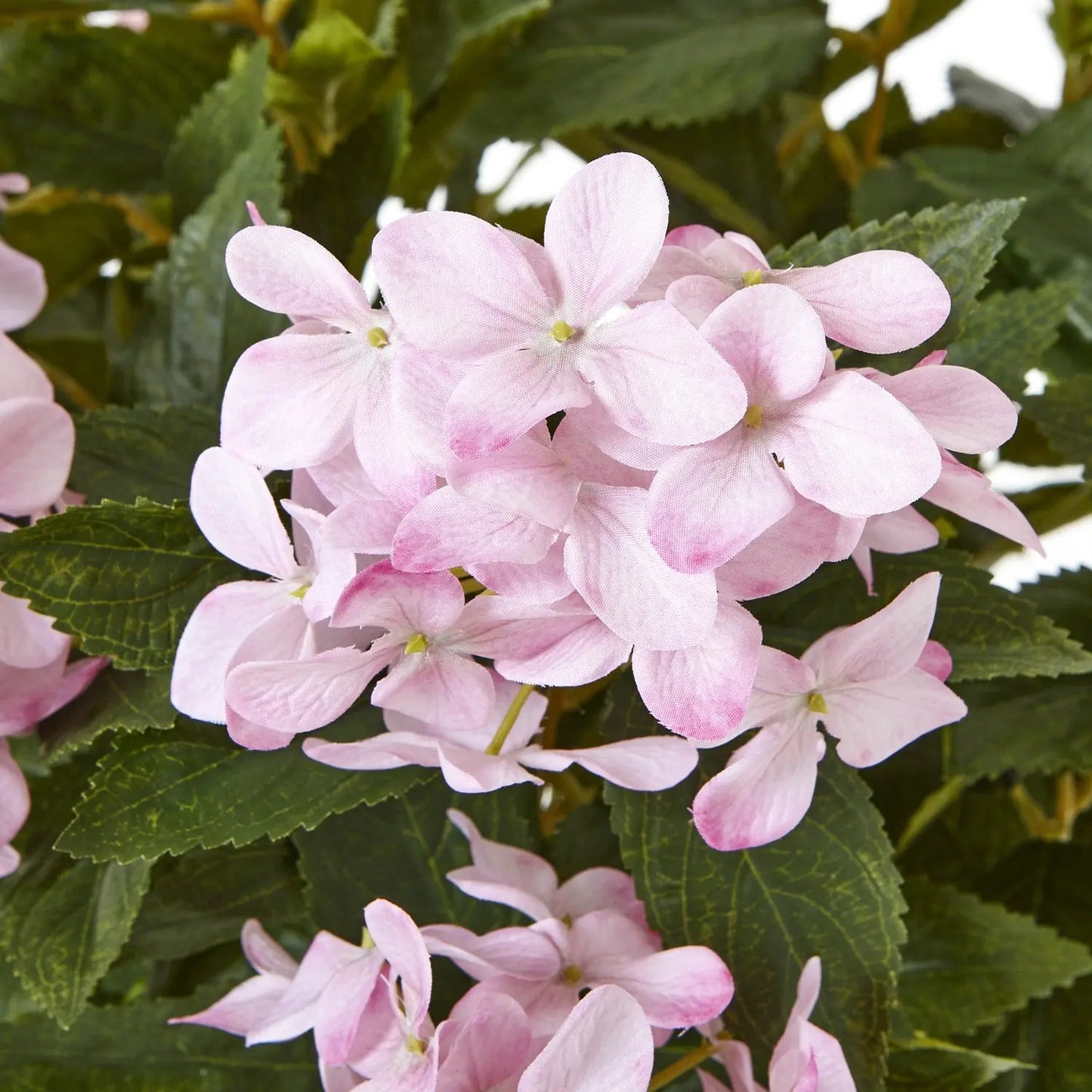 Large Pink Hydrangea Plant In Pot Makur Interior