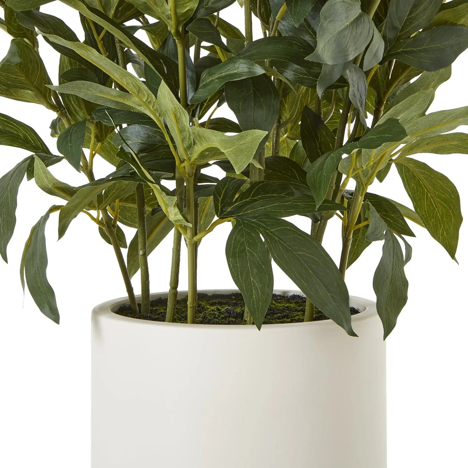 Large White Peony Plant In Pot Makur Interior