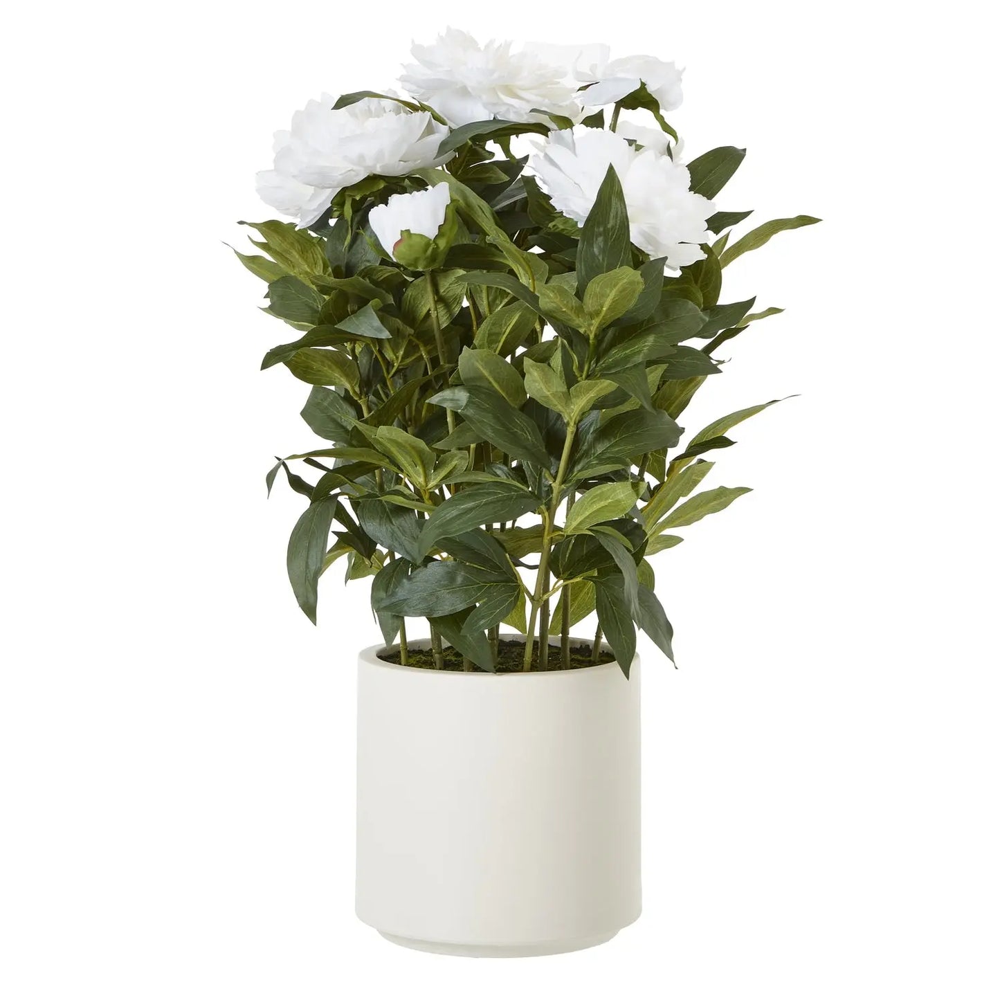 Large White Peony Plant In Pot Makur Interior