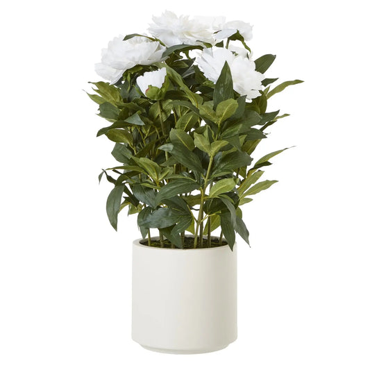 Large White Peony Plant In Pot Makur Interior