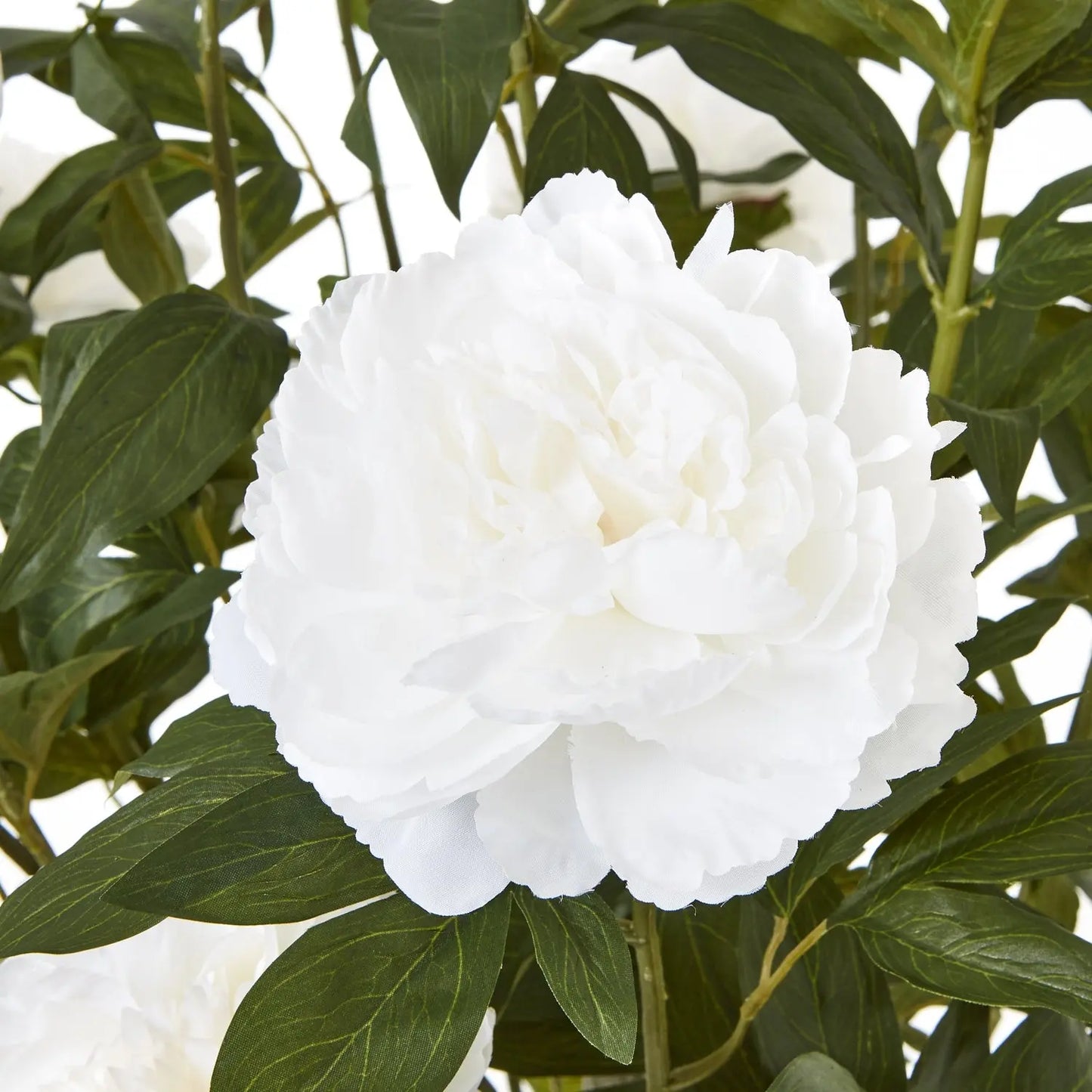 Extra Large White Peony Bush In Pot Makur Interior