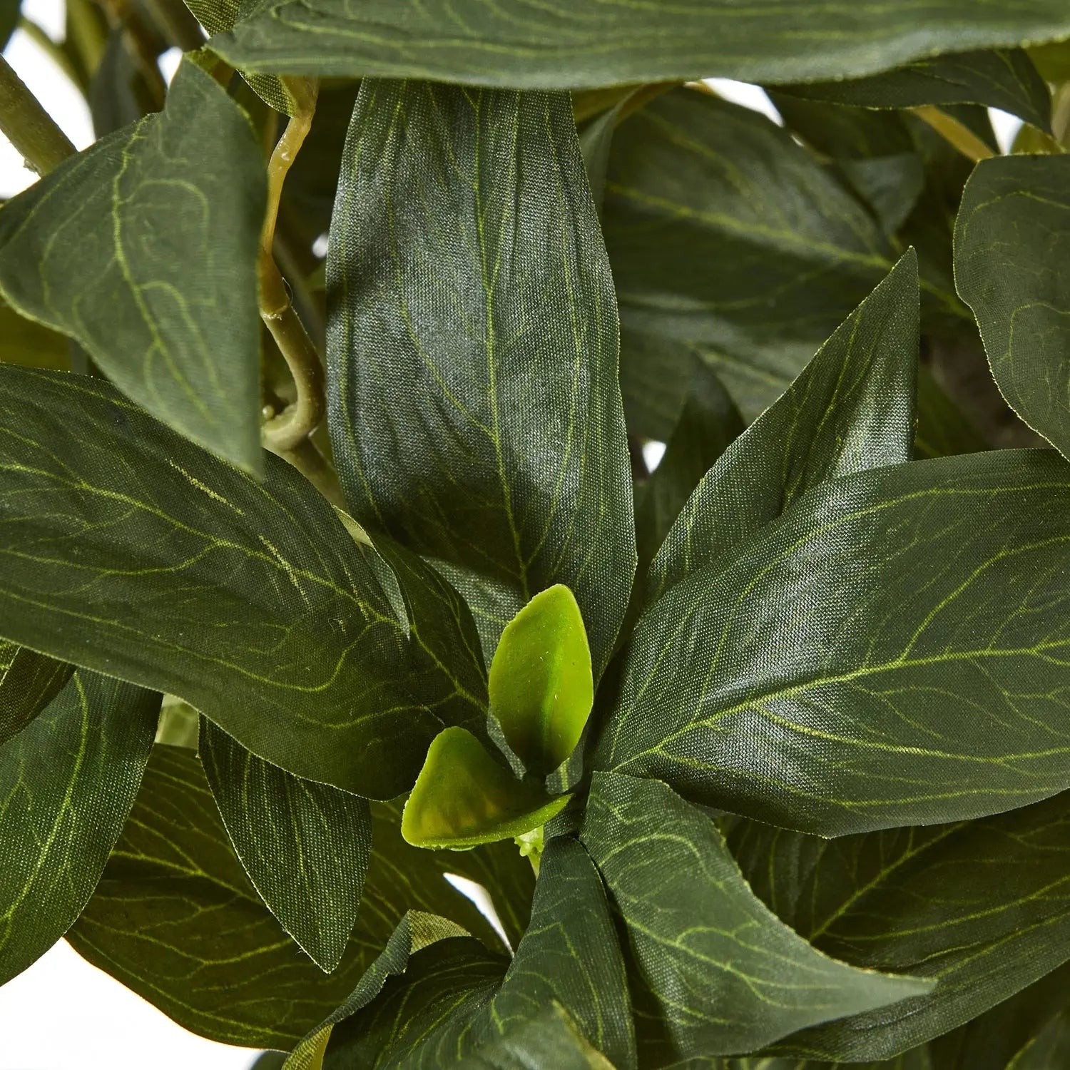 Extra Large White Peony Bush In Pot Makur Interior