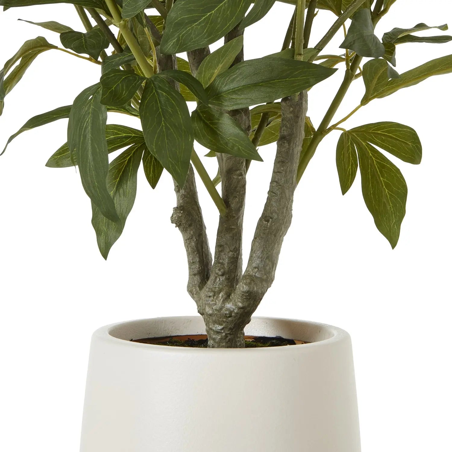 Extra Large White Peony Bush In Pot Makur Interior