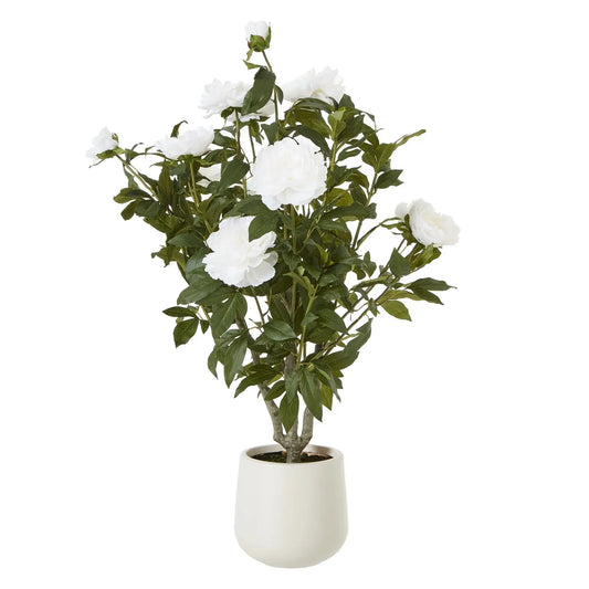 Extra Large White Peony Bush In Pot Makur Interior