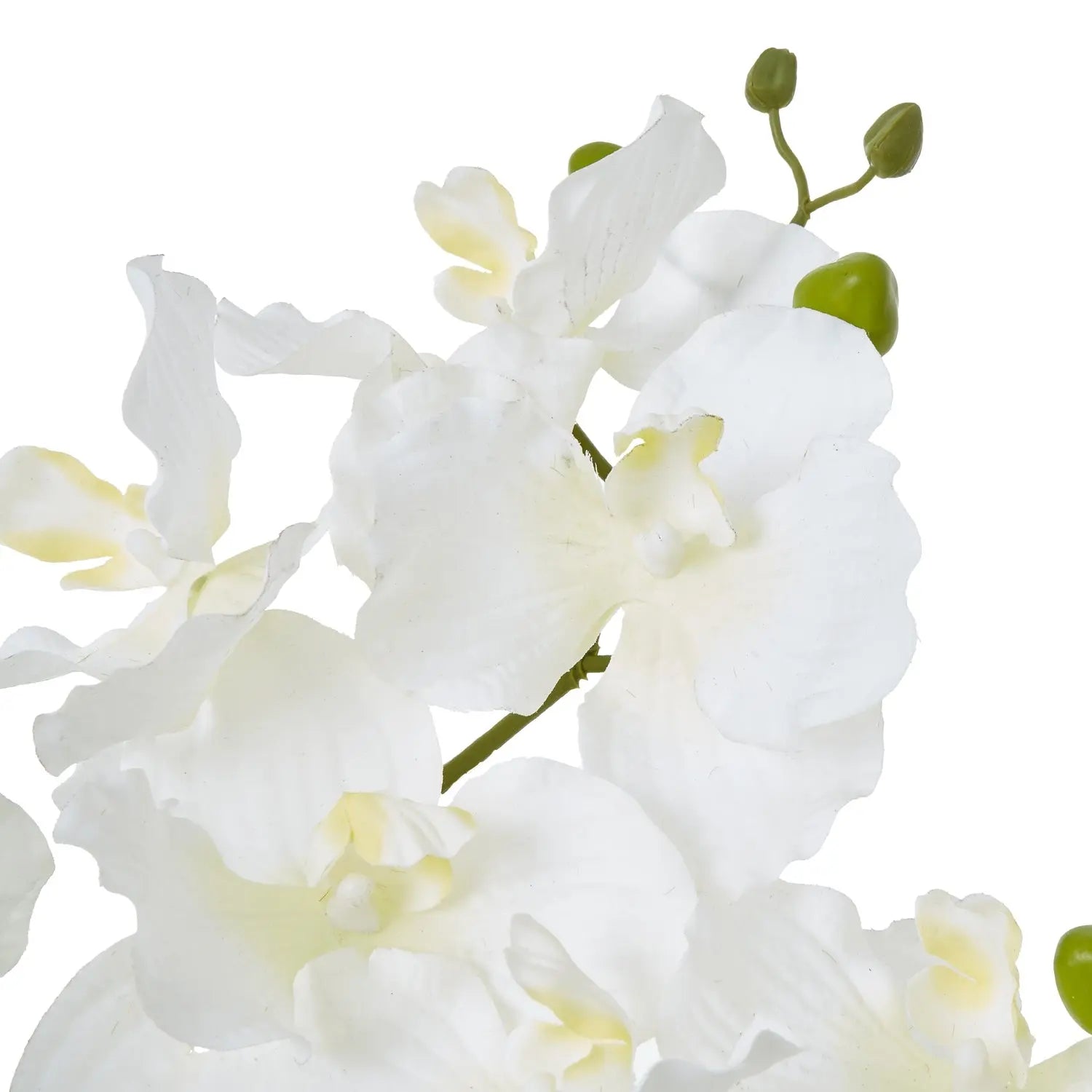 White Vanda Orchid Plant In Ceramic Pot Makur Interior