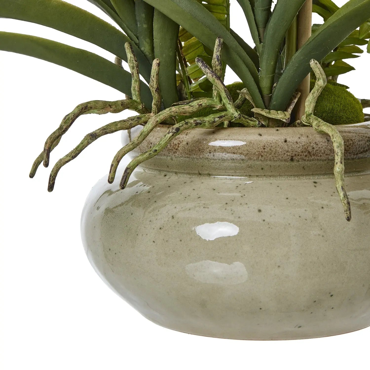 White Vanda Orchid Plant In Ceramic Pot Makur Interior