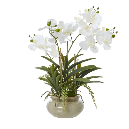 White Vanda Orchid Plant In Ceramic Pot Makur Interior