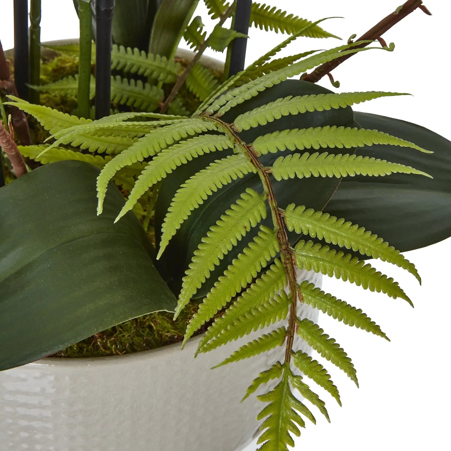 Large White Orchid In Ceramic Pot Makur Interior