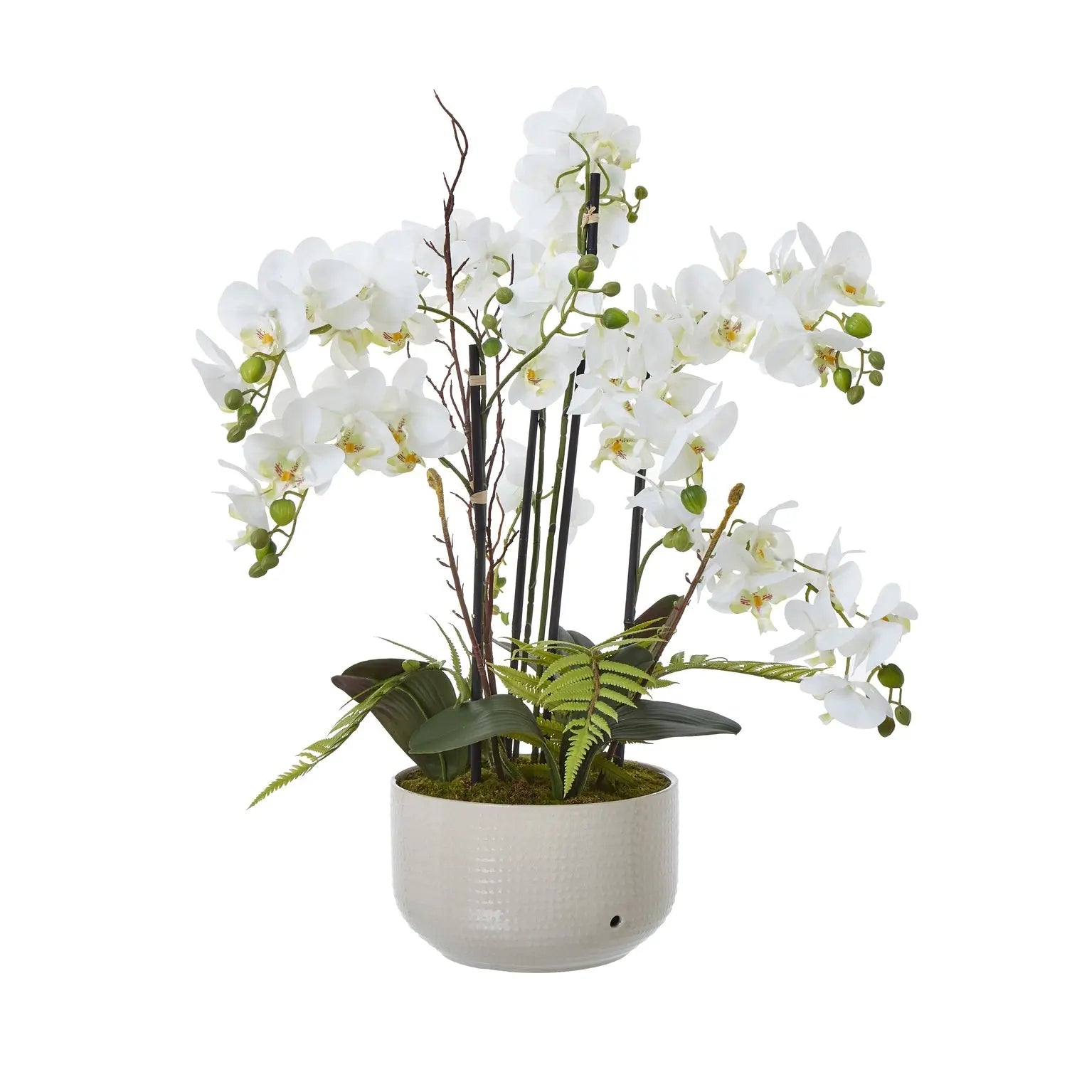 Large White Orchid In Ceramic Pot Makur Interior