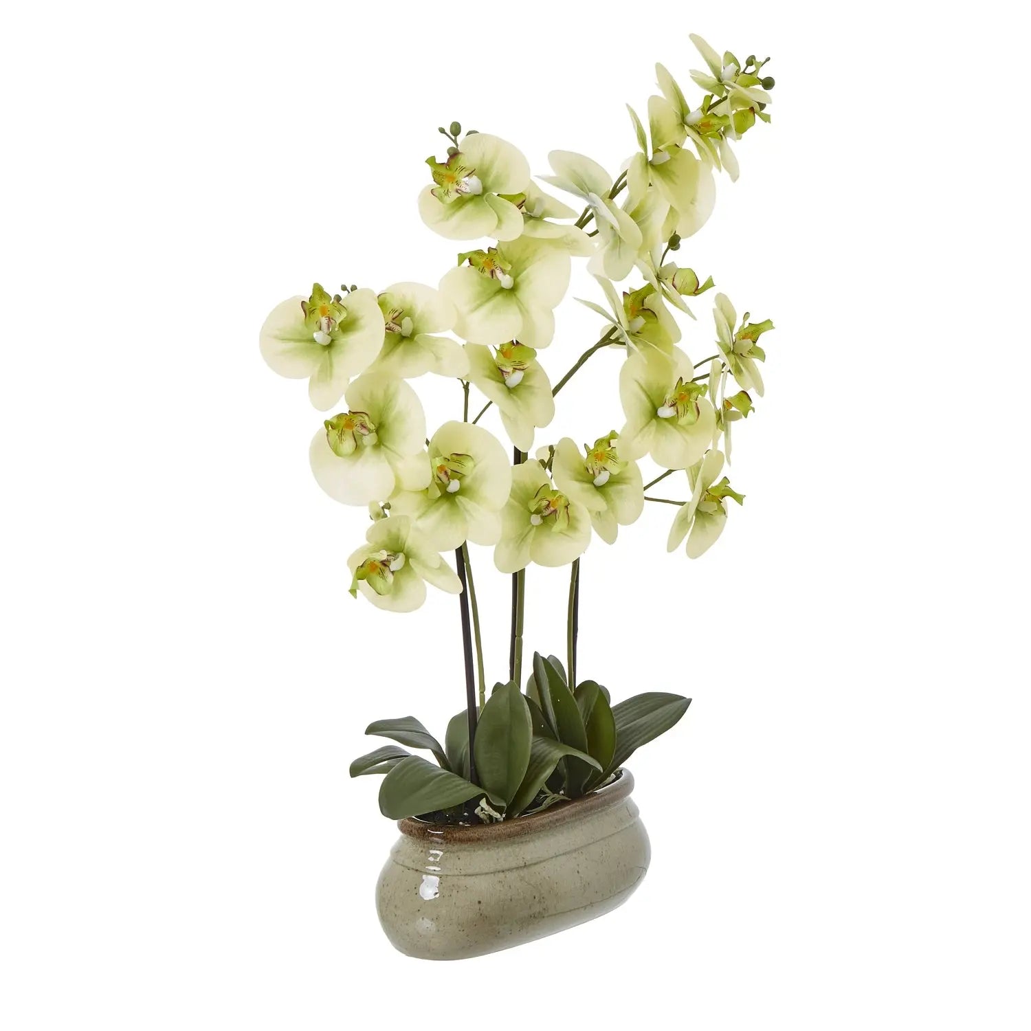 Large Green Orchid In Ceramic Pot Makur Interior