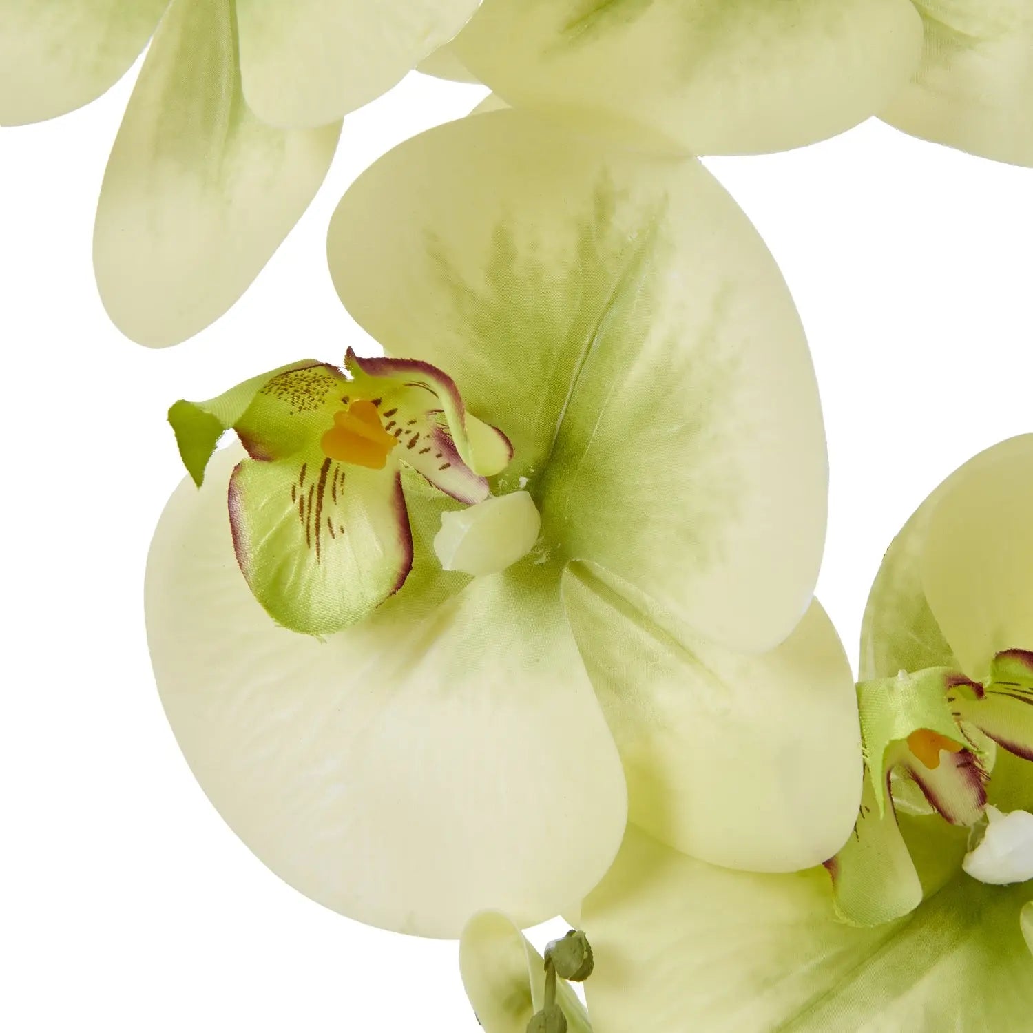 Large Green Orchid In Ceramic Pot Makur Interior