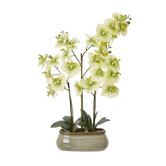 Large Green Orchid In Ceramic Pot Makur Interior