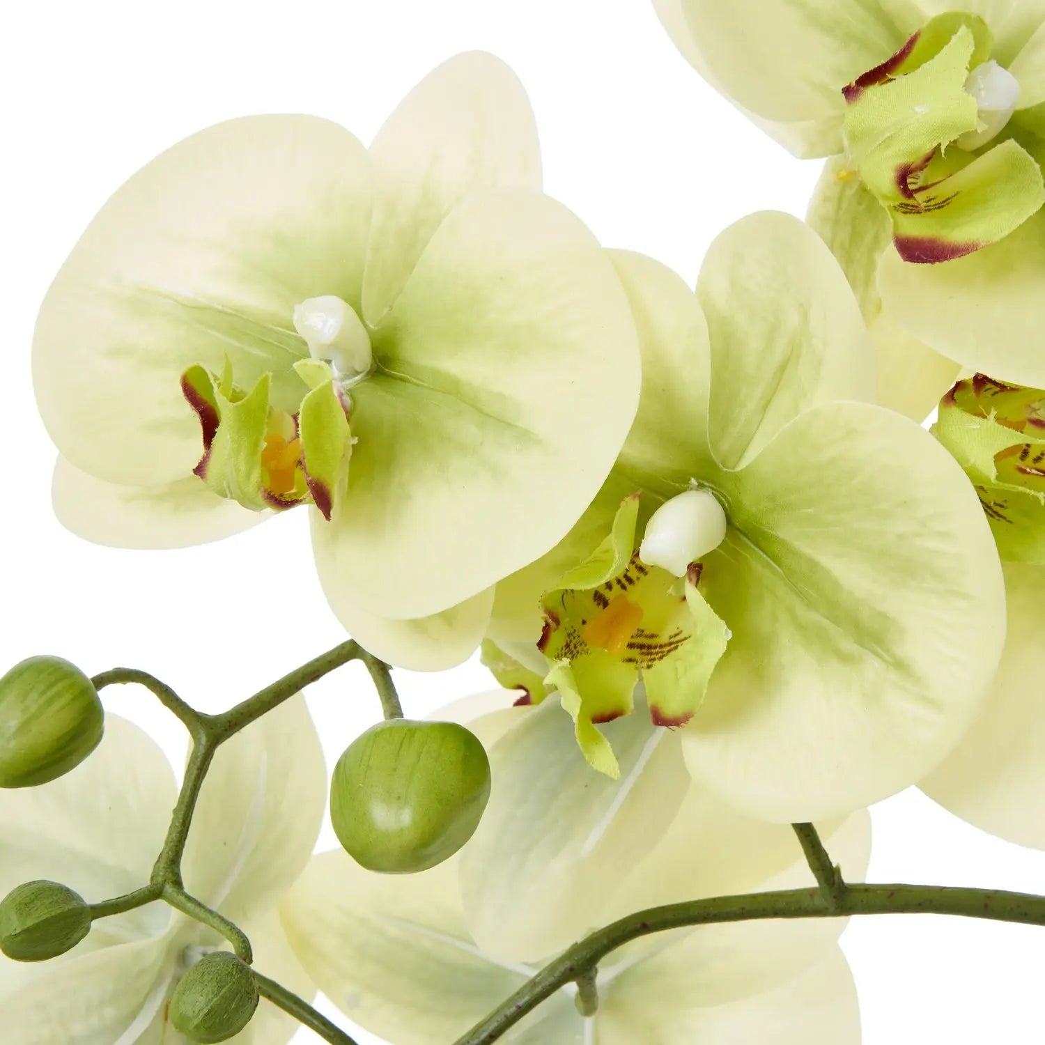 Medium Green Orchid In Ceramic Pot Makur Interior