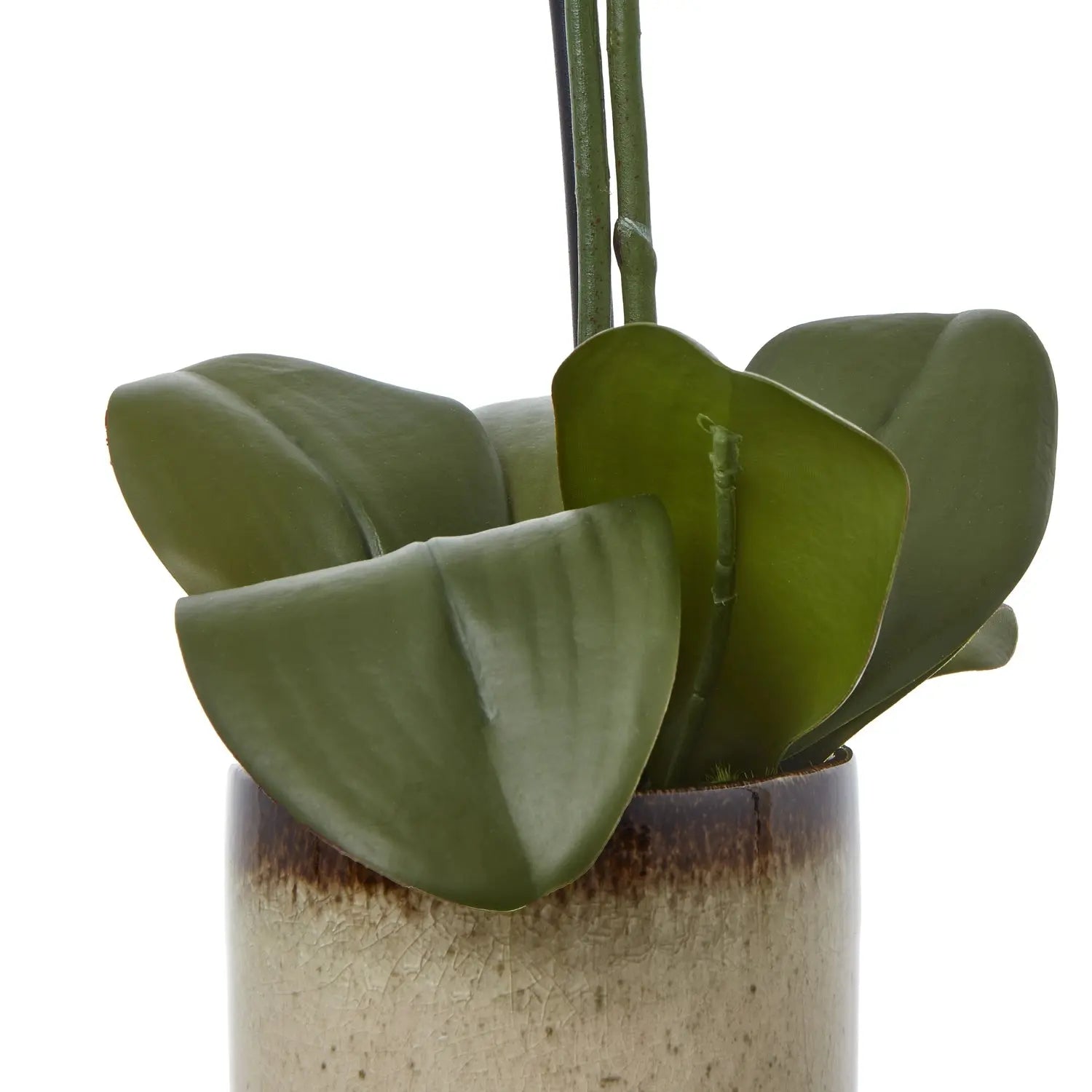Medium Green Orchid In Ceramic Pot Makur Interior