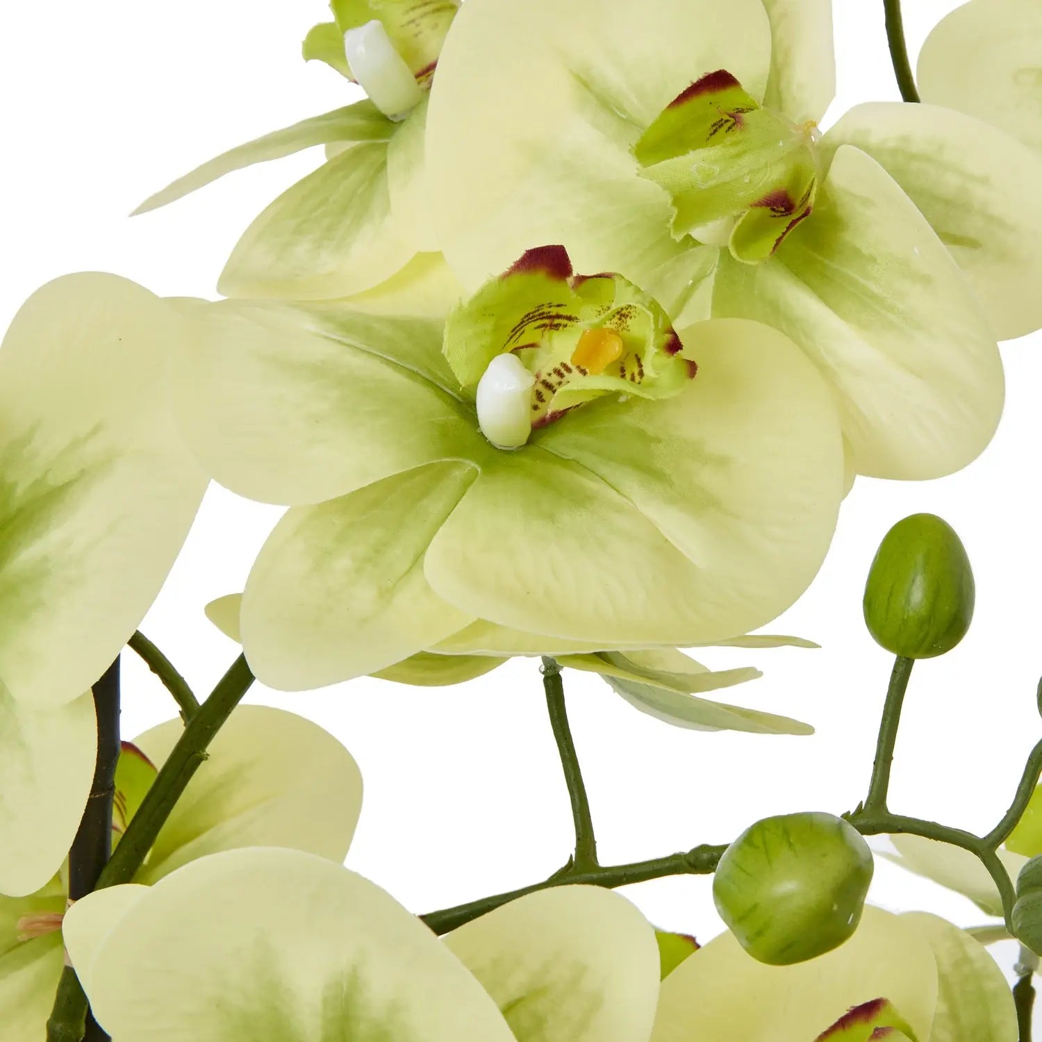 Extra Large Green Orchid In Ceramic Pot Makur Interior