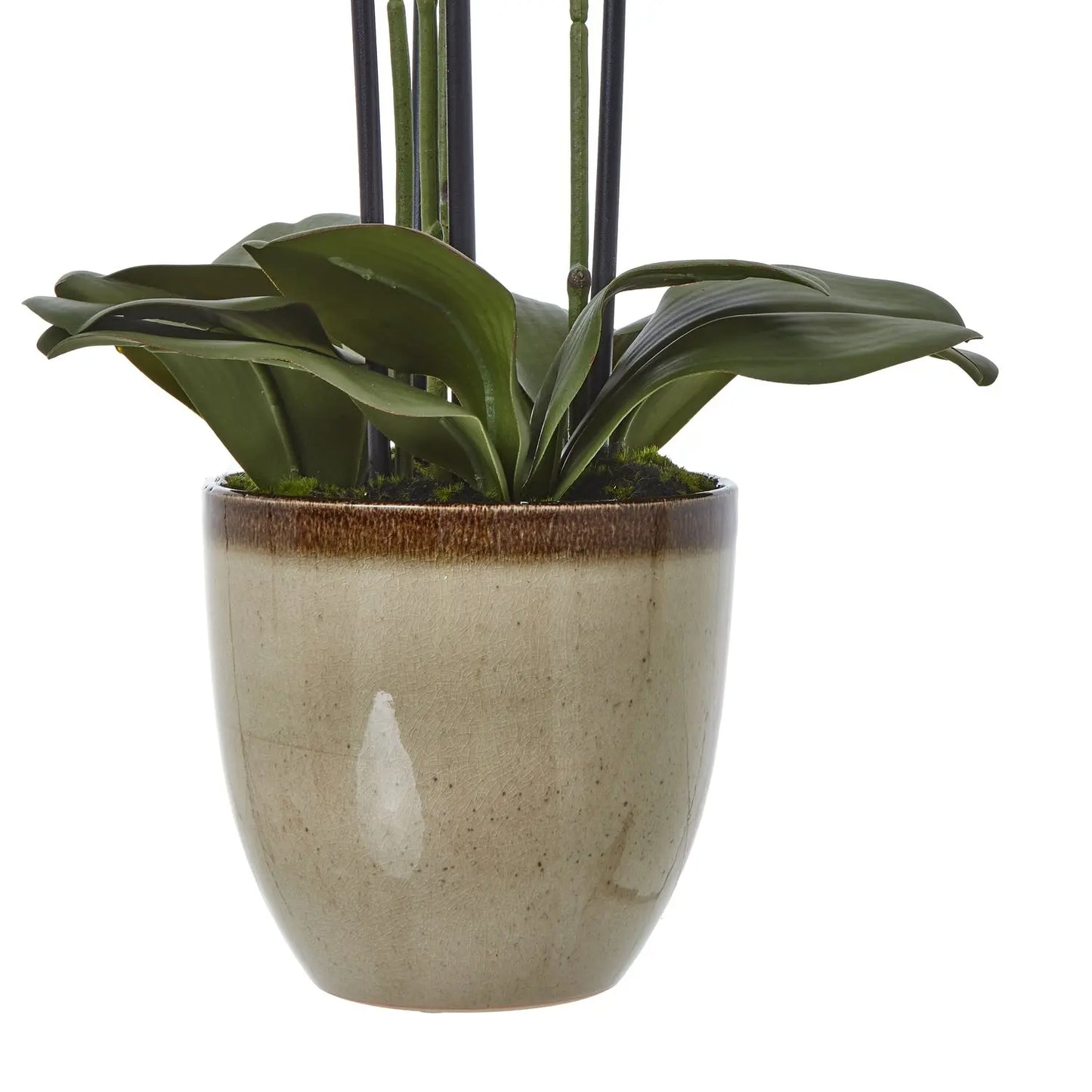 Extra Large Green Orchid In Ceramic Pot Makur Interior