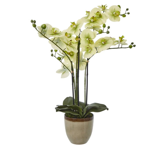 Extra Large Green Orchid In Ceramic Pot Makur Interior