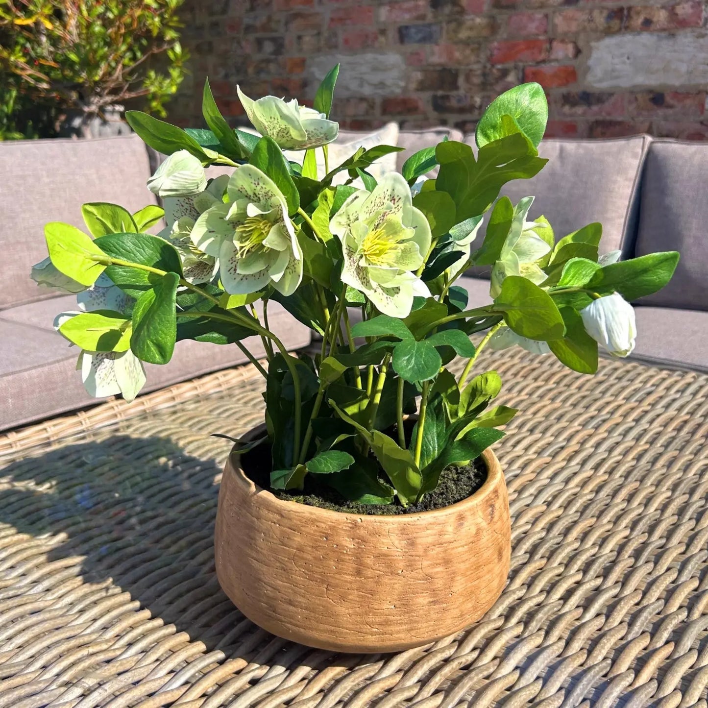 Green Hellebore Plant In Taupe Pot Makur Interior