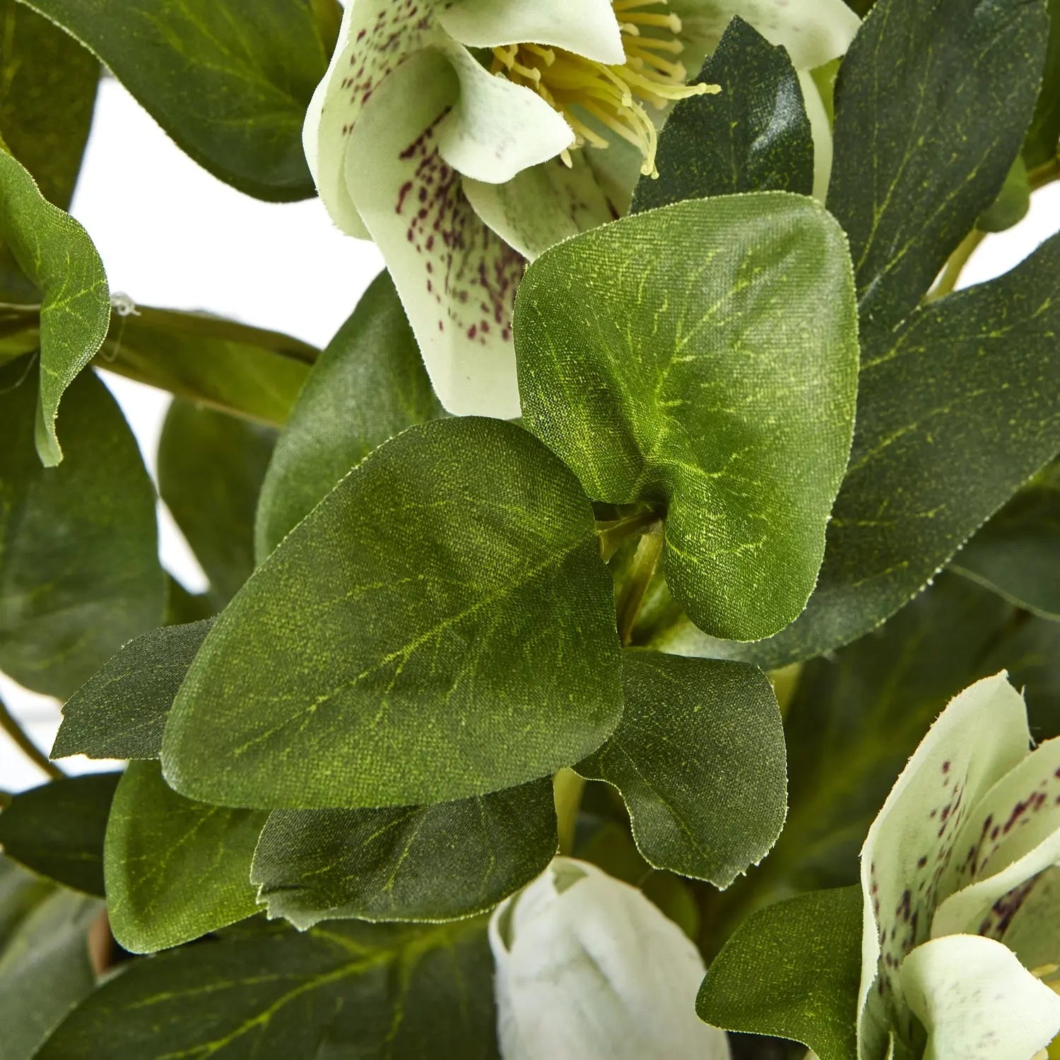 Green Hellebore Plant In Taupe Pot Makur Interior