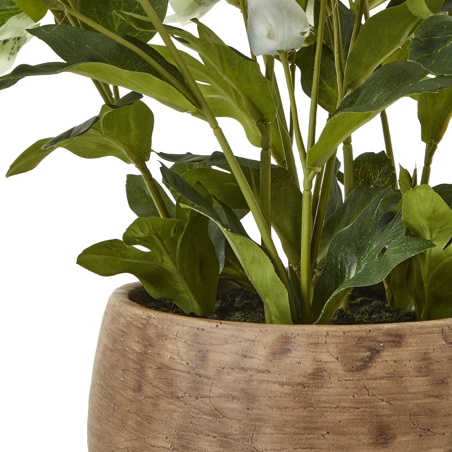 Green Hellebore Plant In Taupe Pot Makur Interior