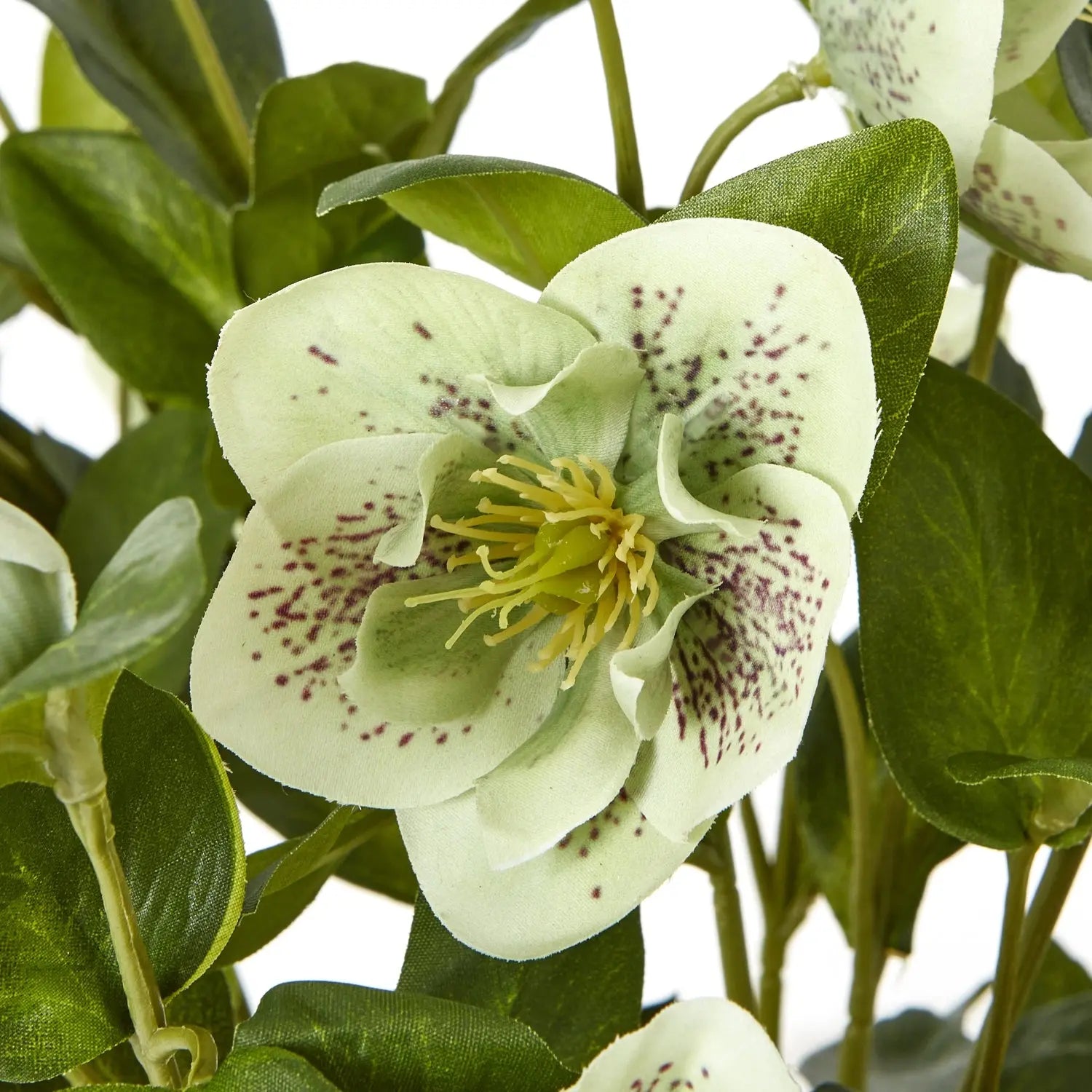 Green Hellebore Plant In Taupe Pot Makur Interior