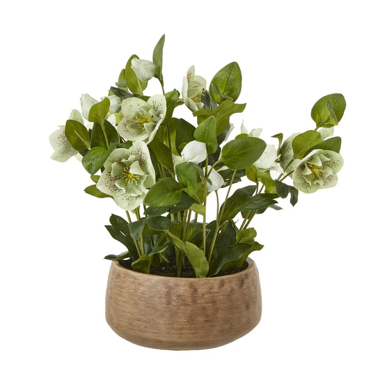 Green Hellebore Plant In Taupe Pot Makur Interior