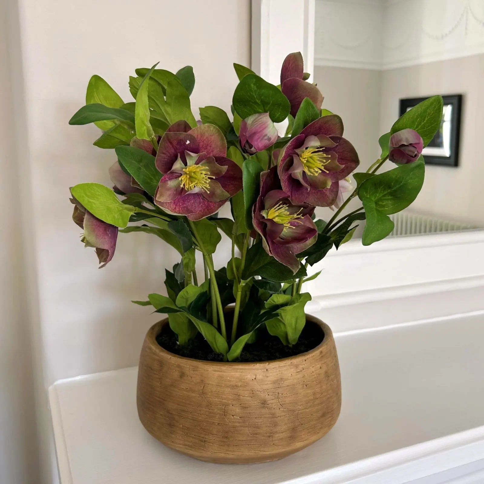 Deep Plum Hellebore Plant In Taupe Pot Makur Interior