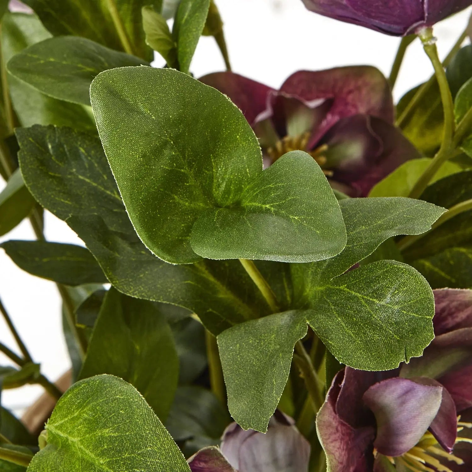 Deep Plum Hellebore Plant In Taupe Pot Makur Interior